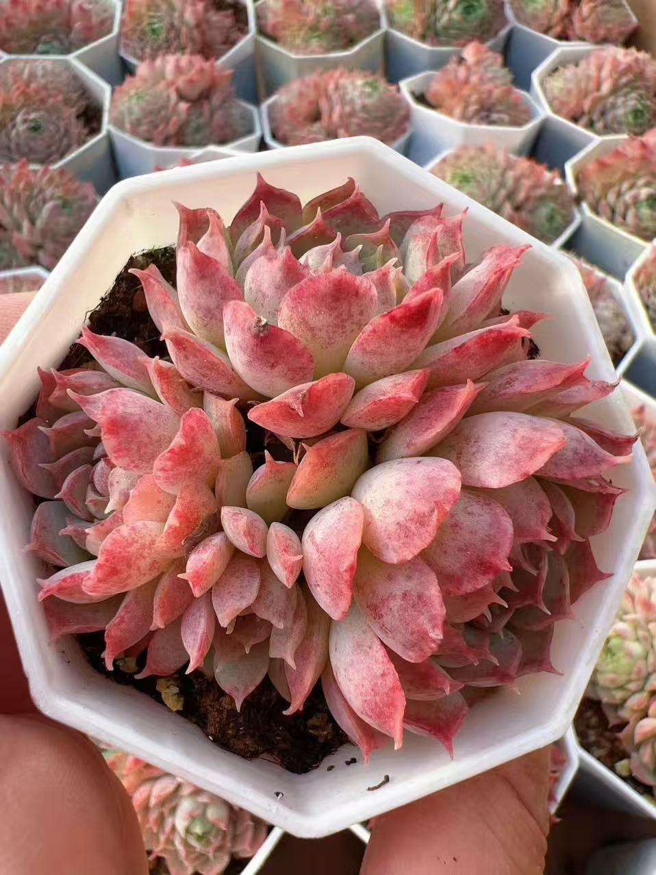 50株の抜き苗セット】レッドホール群生 多肉植物 佐川急便発送