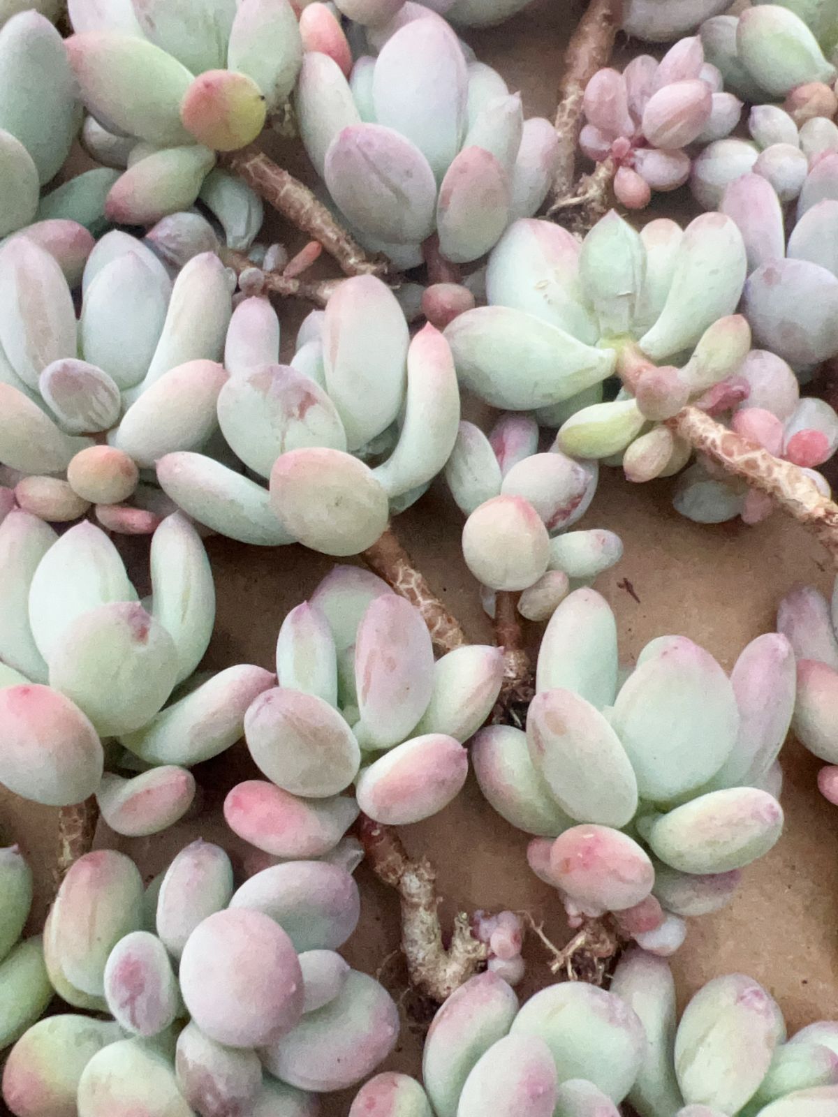 50株の抜き苗セット】星美人 多肉植物 佐川急便発送 エケベリア 韓国苗