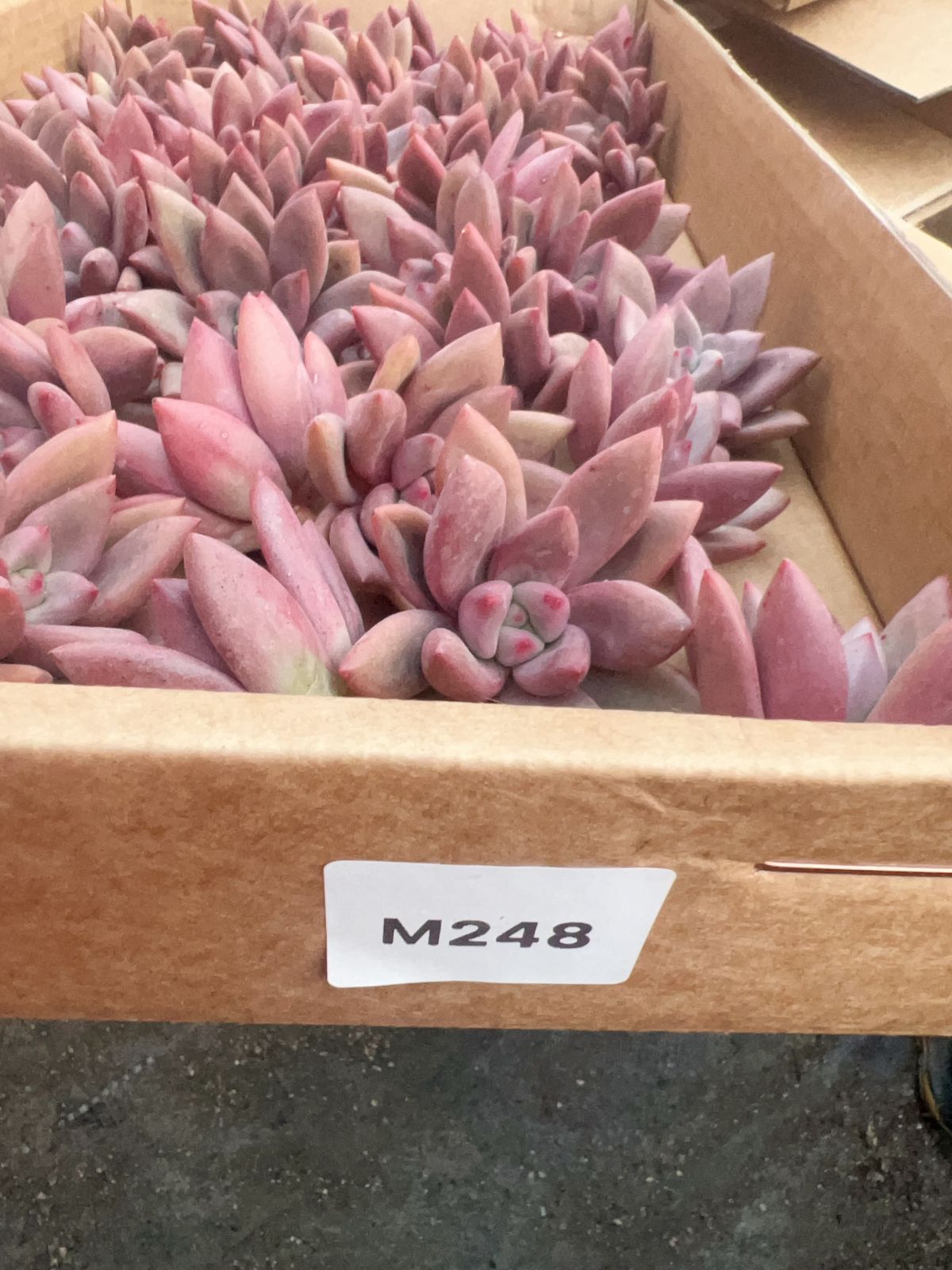 モンスター　特大株　抜き苗発送 モンスター 特大株 抜き苗発送