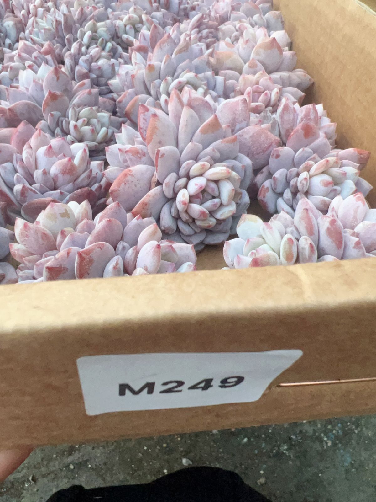 50株の抜き苗セット】スターオレンジ 多肉植物 佐川急便発送