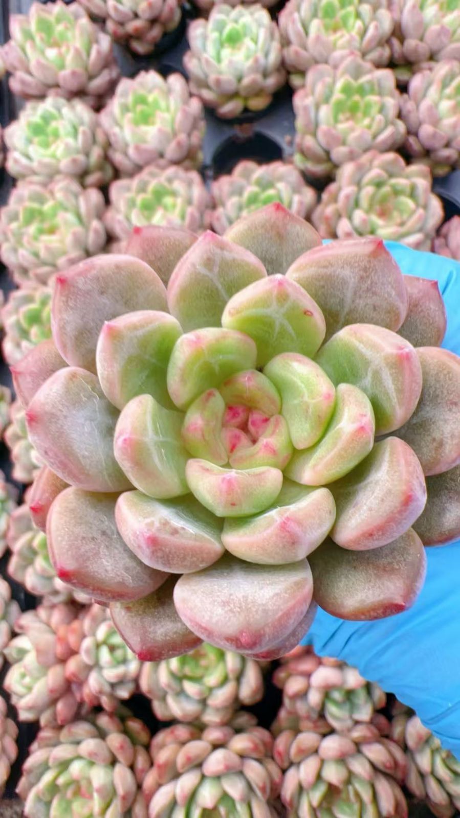 48株の抜き苗セット】ジュエル・ジェニー 多肉植物 佐川急便発送