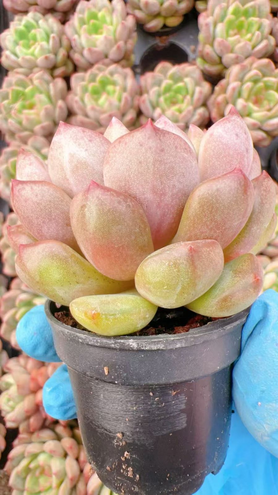 48株の抜き苗セット】ジュエル・ジェニー 多肉植物 佐川急便発送