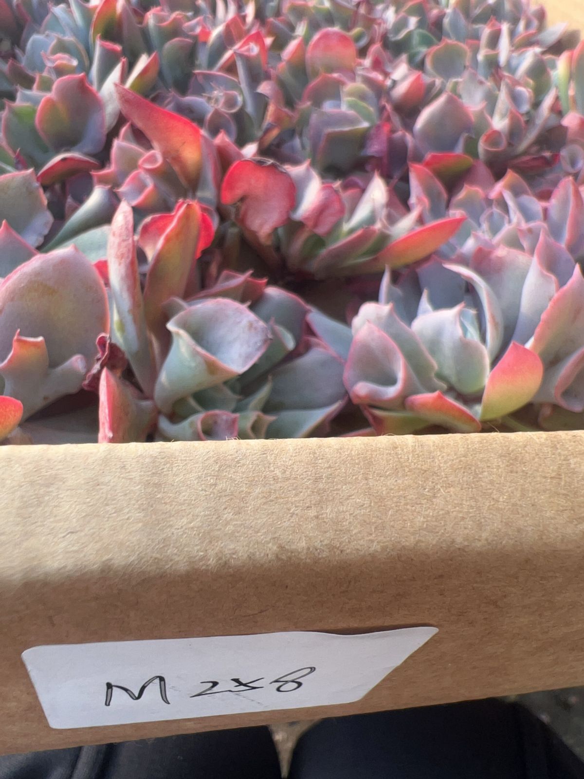 50株の抜き苗セット】トランペットピンキー 多肉植物 佐川急便発送