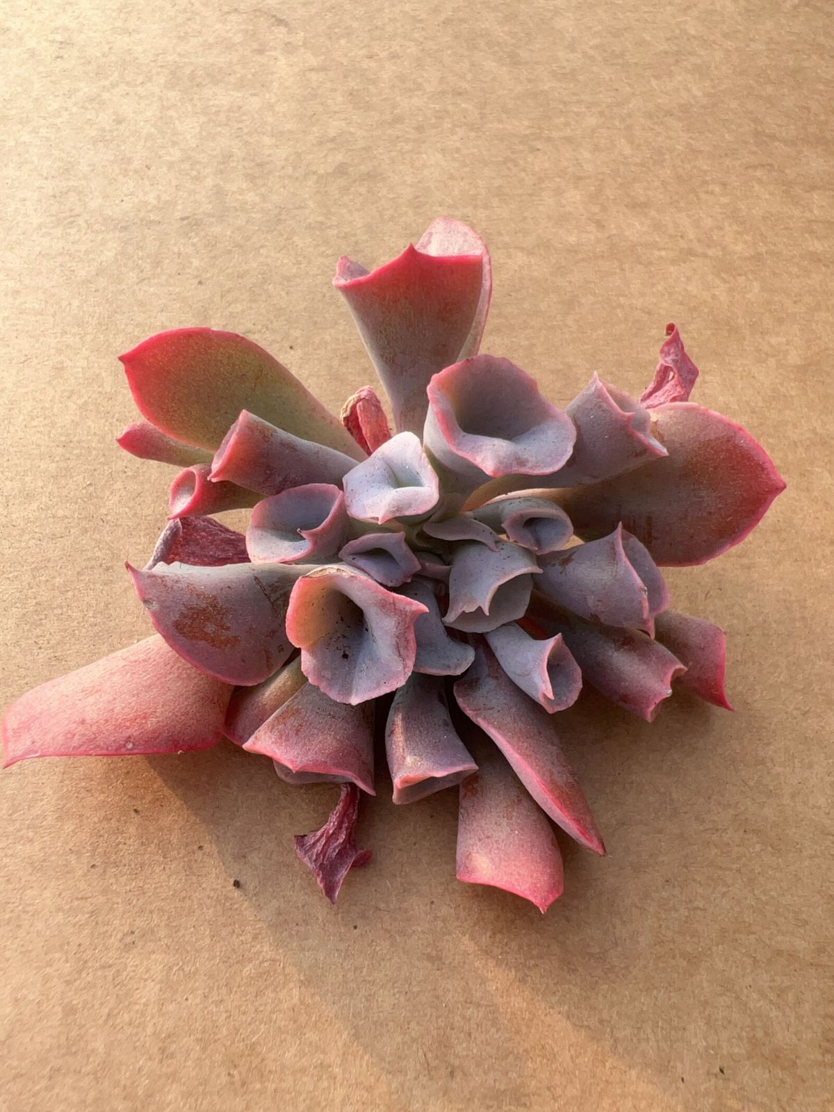 50株の抜き苗セット】トランペットピンキー 多肉植物 佐川急便発送