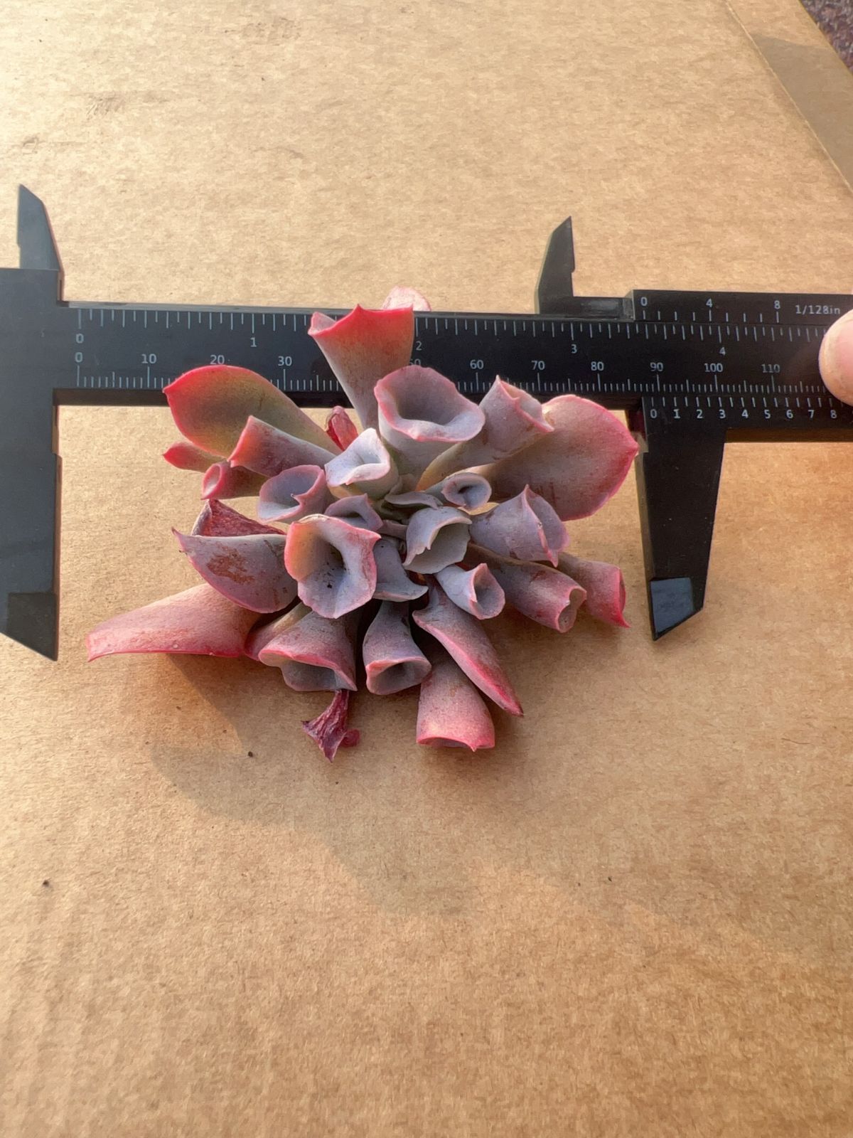 50株の抜き苗セット】トランペットピンキー 多肉植物 佐川急便発送