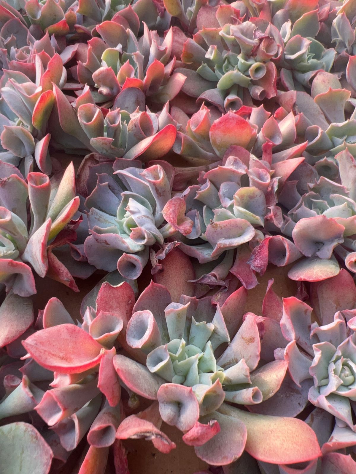 多肉植物　トランペットピンキー　抜き苗 50株の抜き苗セット】トランペットピンキー 多肉植物 佐川急便発送