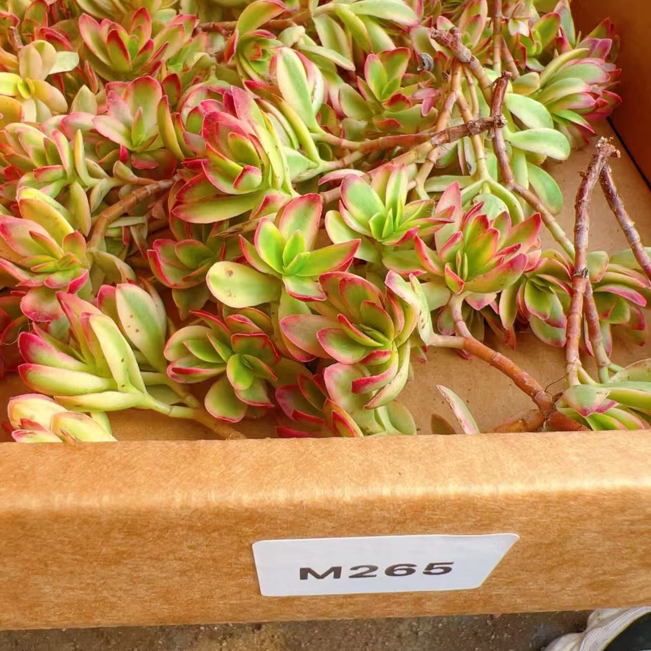 50株の抜き苗セット】リップルジェイド錦 多肉植物 佐川急便発送