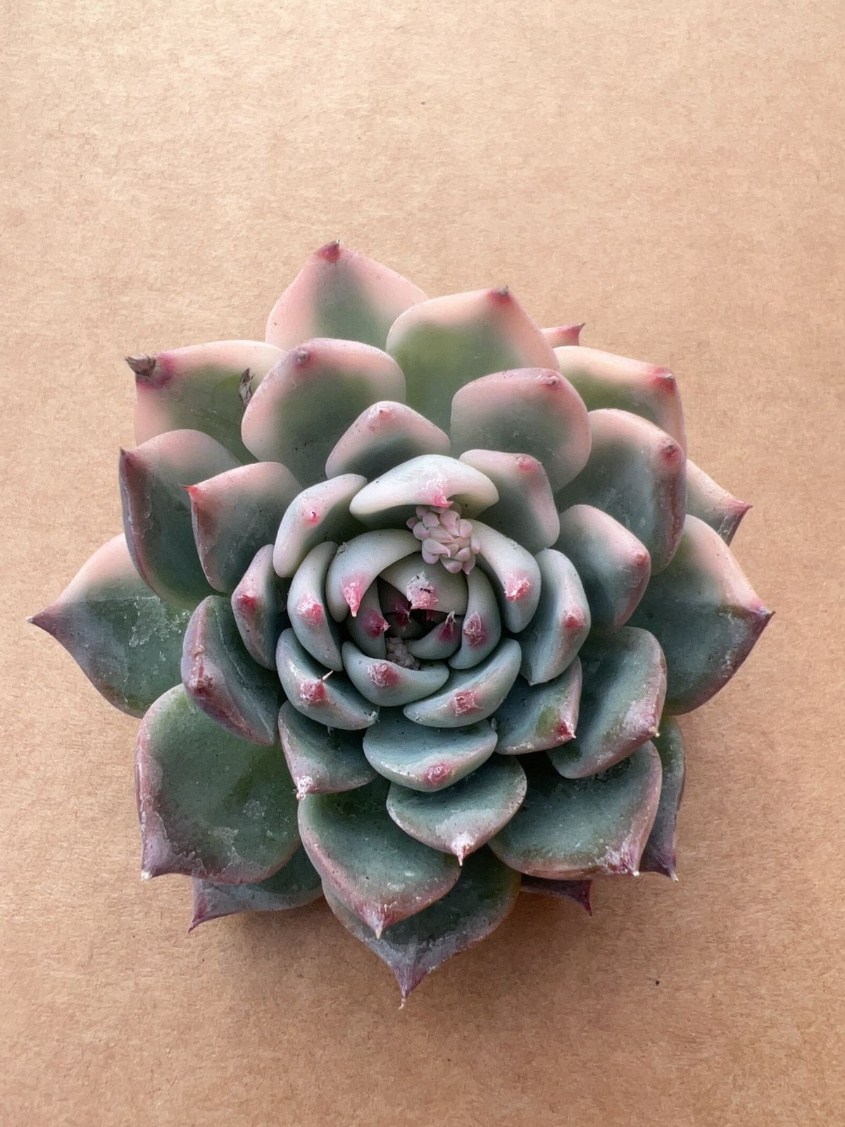 多肉植物 韓国苗 ワーシーワン錦 現品のみ 50株の抜き苗セット】チワワ錦 多肉植物 佐川急便発送 エケベリア 韓国