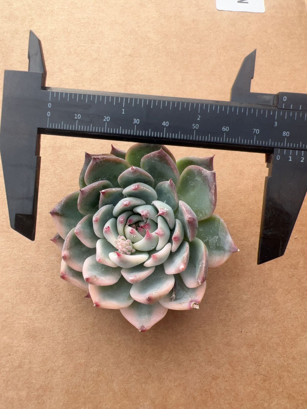 50株の抜き苗セット】チワワ錦 多肉植物 佐川急便発送 エケベリア 韓国