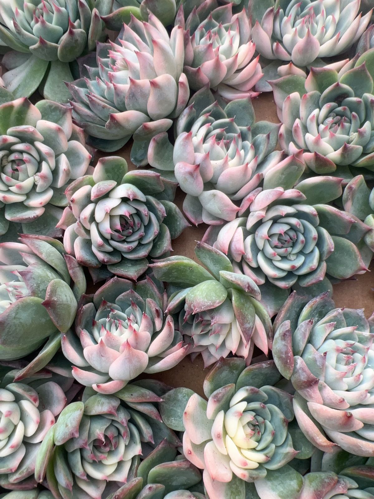 多肉植物 韓国苗 ワーシーワン錦 現品のみ 50株の抜き苗セット】チワワ錦 多肉植物 佐川急便発送 エケベリア 韓国