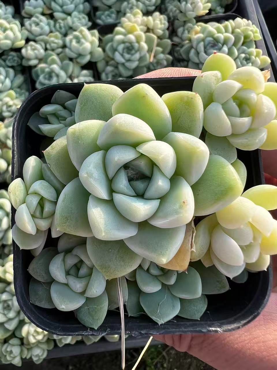 50株の抜き苗セット】白月影 多肉植物 佐川急便発送 エケベリア 韓国苗