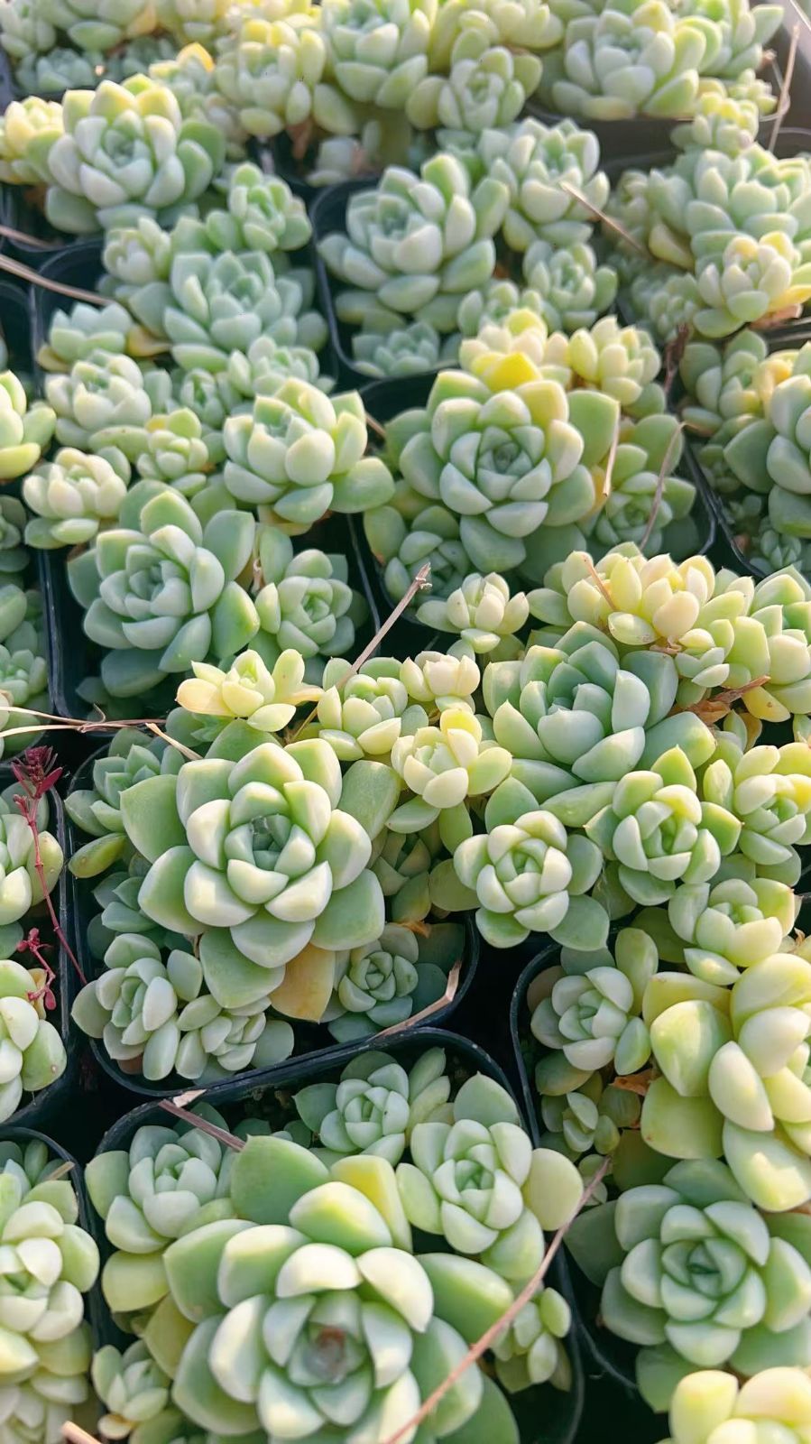 50株の抜き苗セット】白月影 多肉植物 佐川急便発送 エケベリア 韓国苗