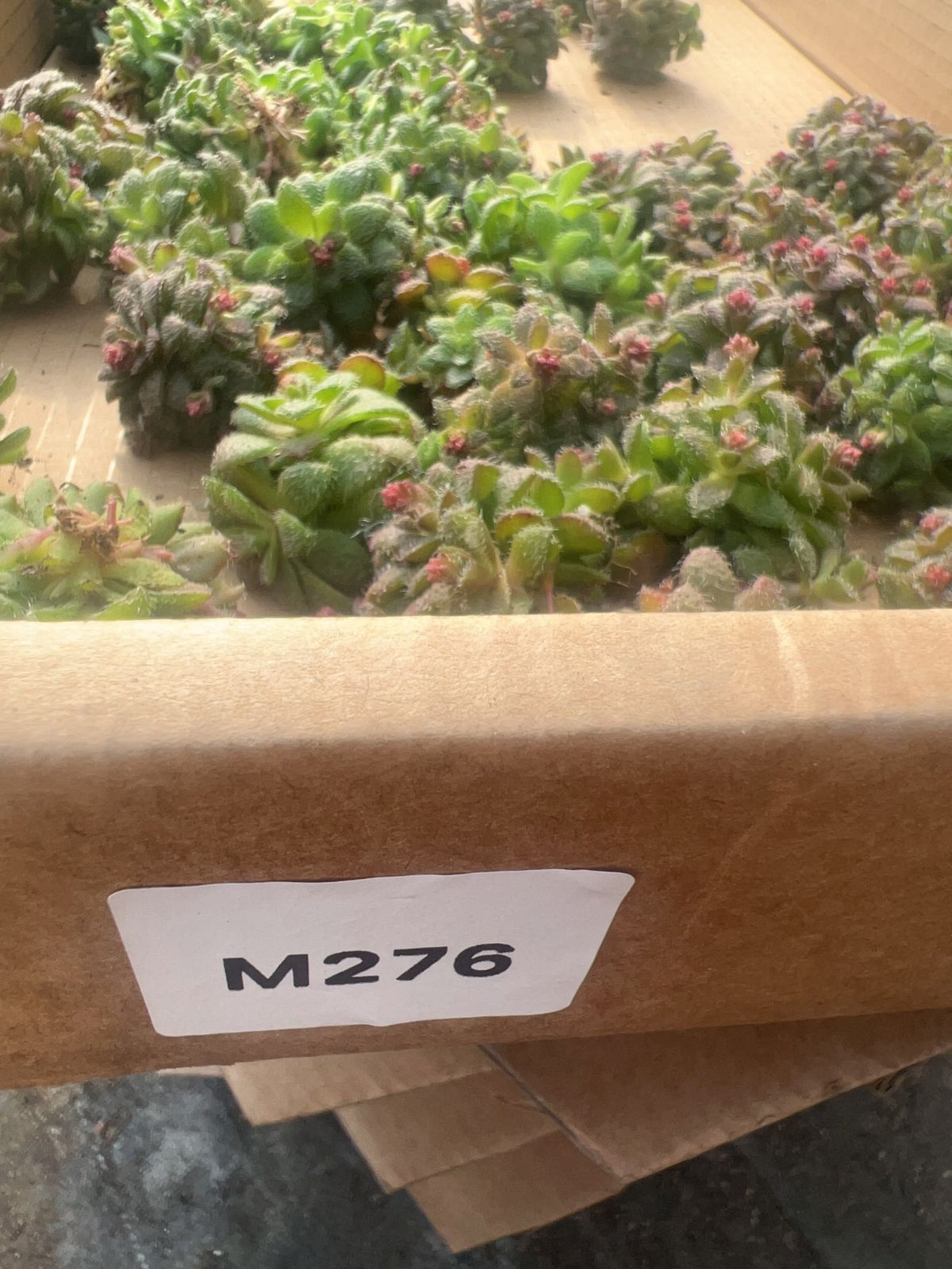 多肉植物　韓国苗　パラメラ　抜き苗 50株の抜き苗セット】パラメラ 多肉植物 佐川急便発送 エケベリア 韓国