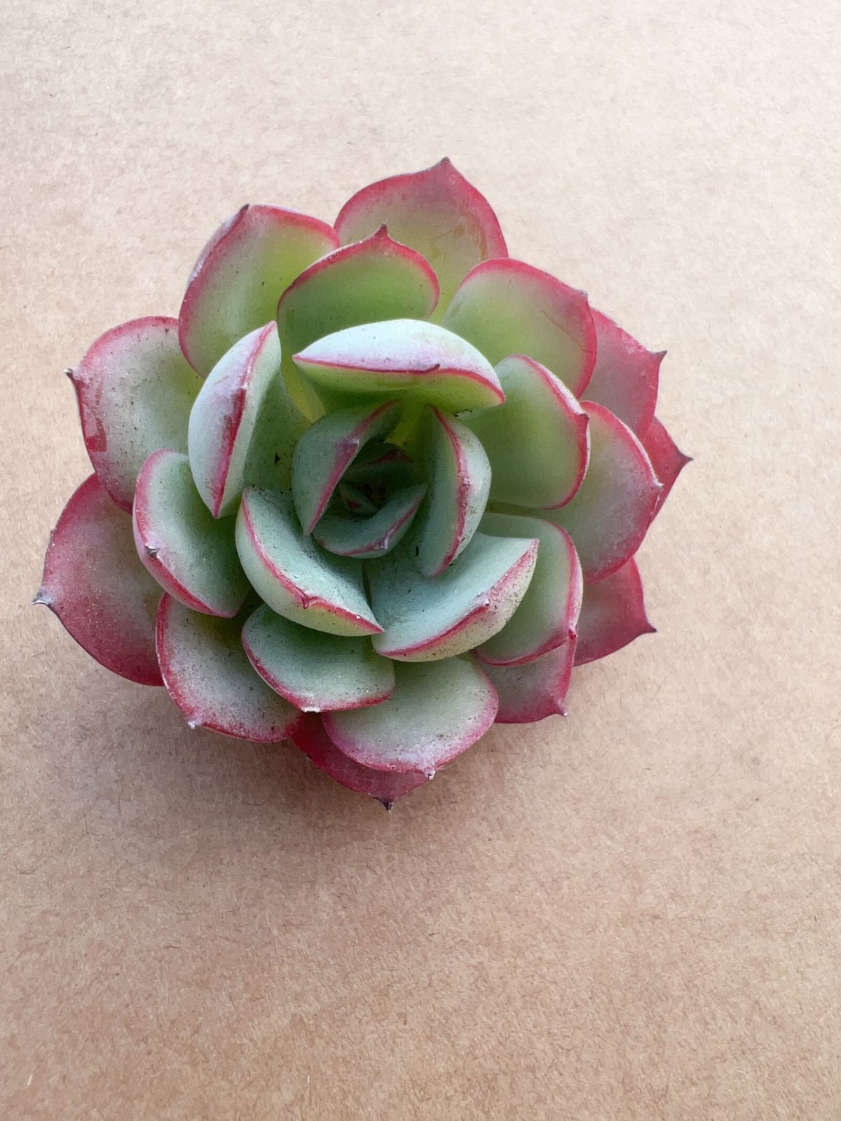 多肉植物　韓国苗　パラメラ　抜き苗 12株の抜き苗セット】パナメーラ 多肉植物 佐川急便発送 エケベリア