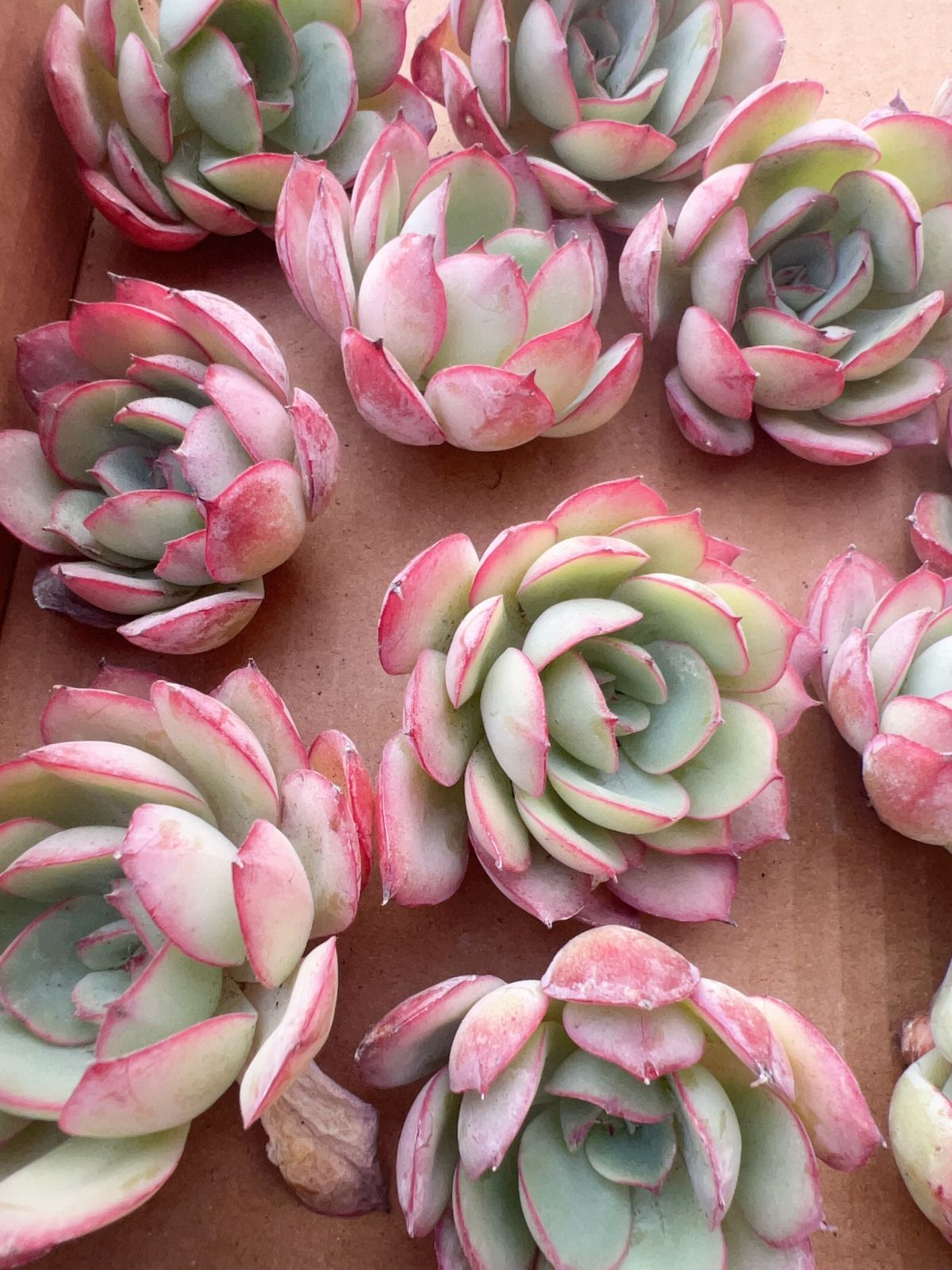 多肉植物　韓国苗　パラメラ　抜き苗 50株の抜き苗セット】パラメラ 多肉植物 佐川急便発送 エケベリア 韓国