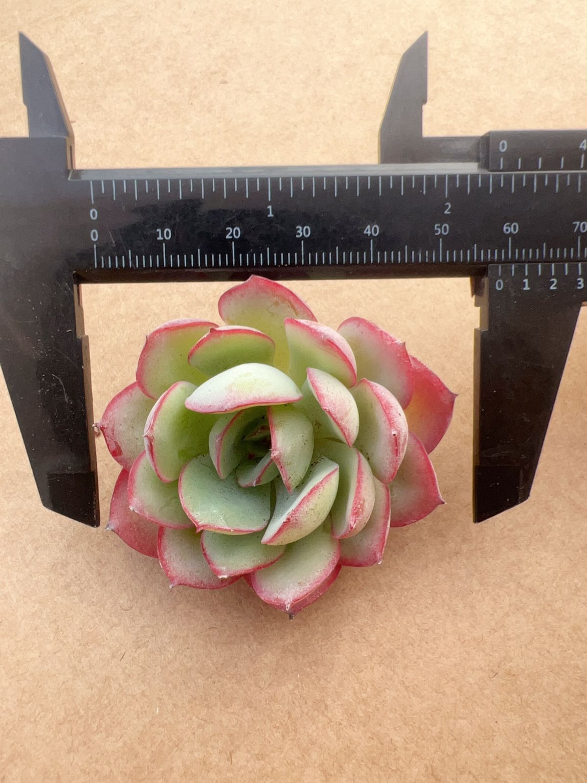 多肉植物　韓国苗　パラメラ　抜き苗 50株の抜き苗セット】パラメラ 多肉植物 佐川急便発送 エケベリア 韓国