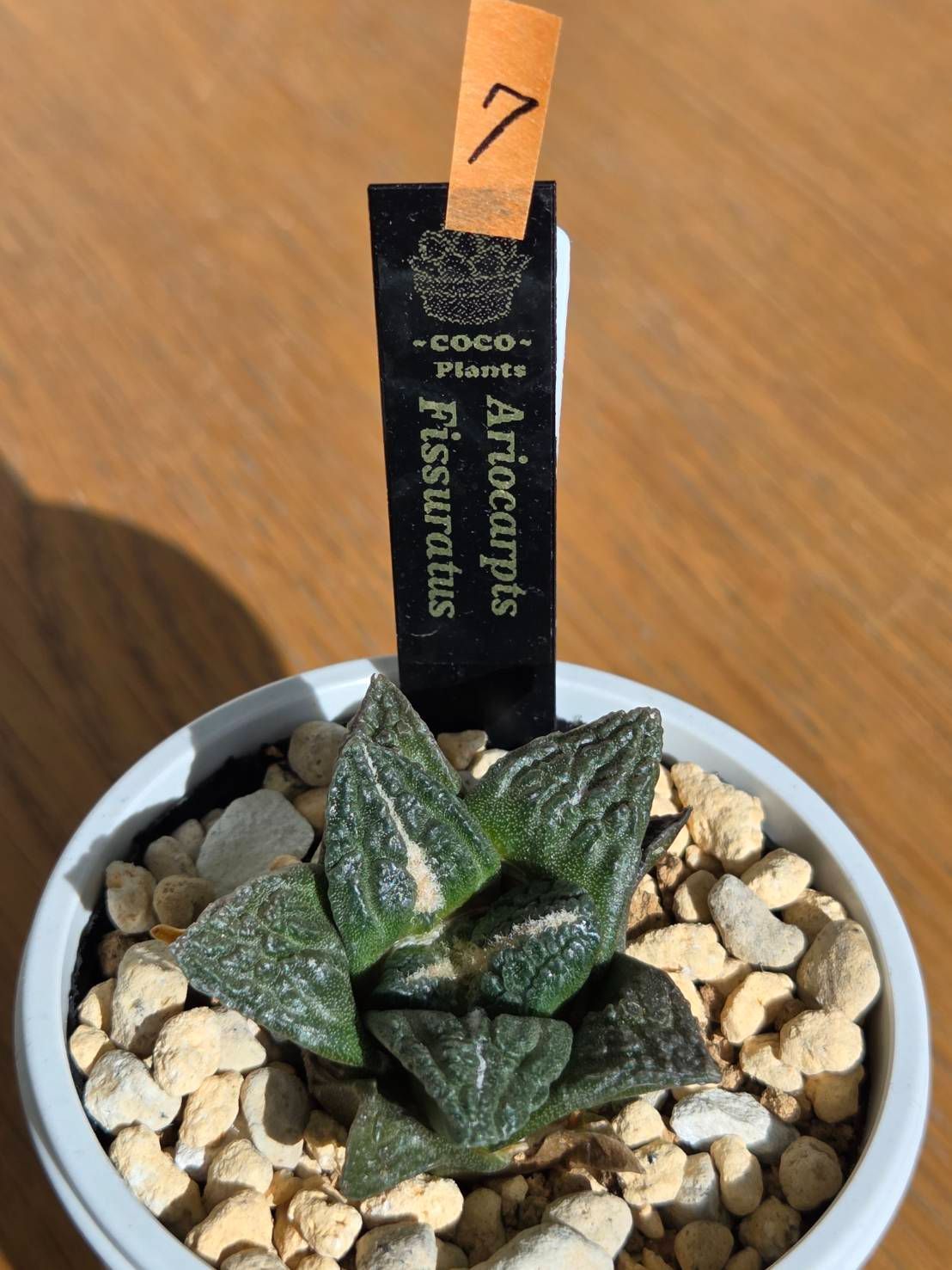 7・アストロフィツム フィスラタス 亀甲牡丹 鉢ごと発送 - メルカリ