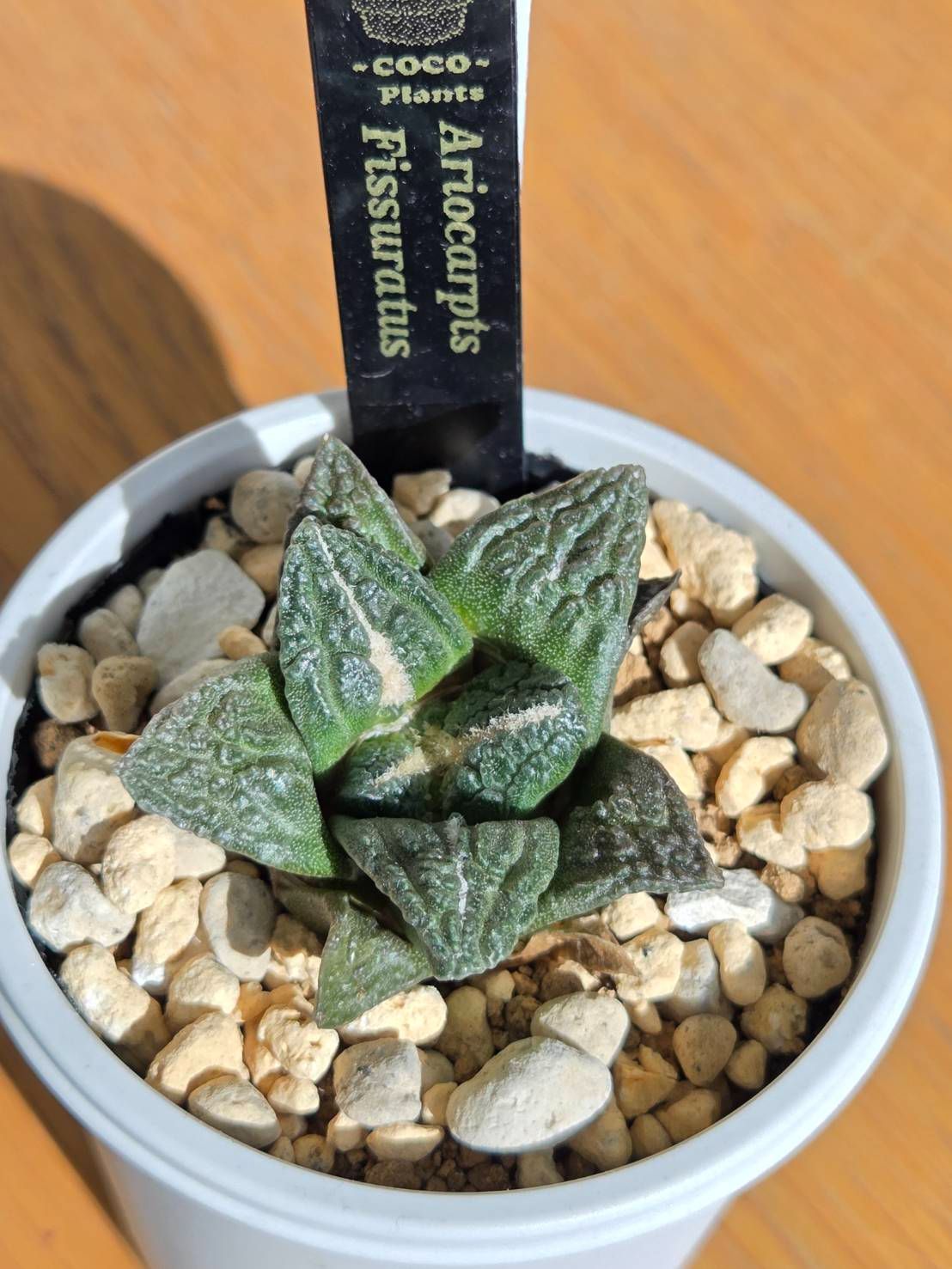 7・アストロフィツム フィスラタス 亀甲牡丹 鉢ごと発送 - メルカリ