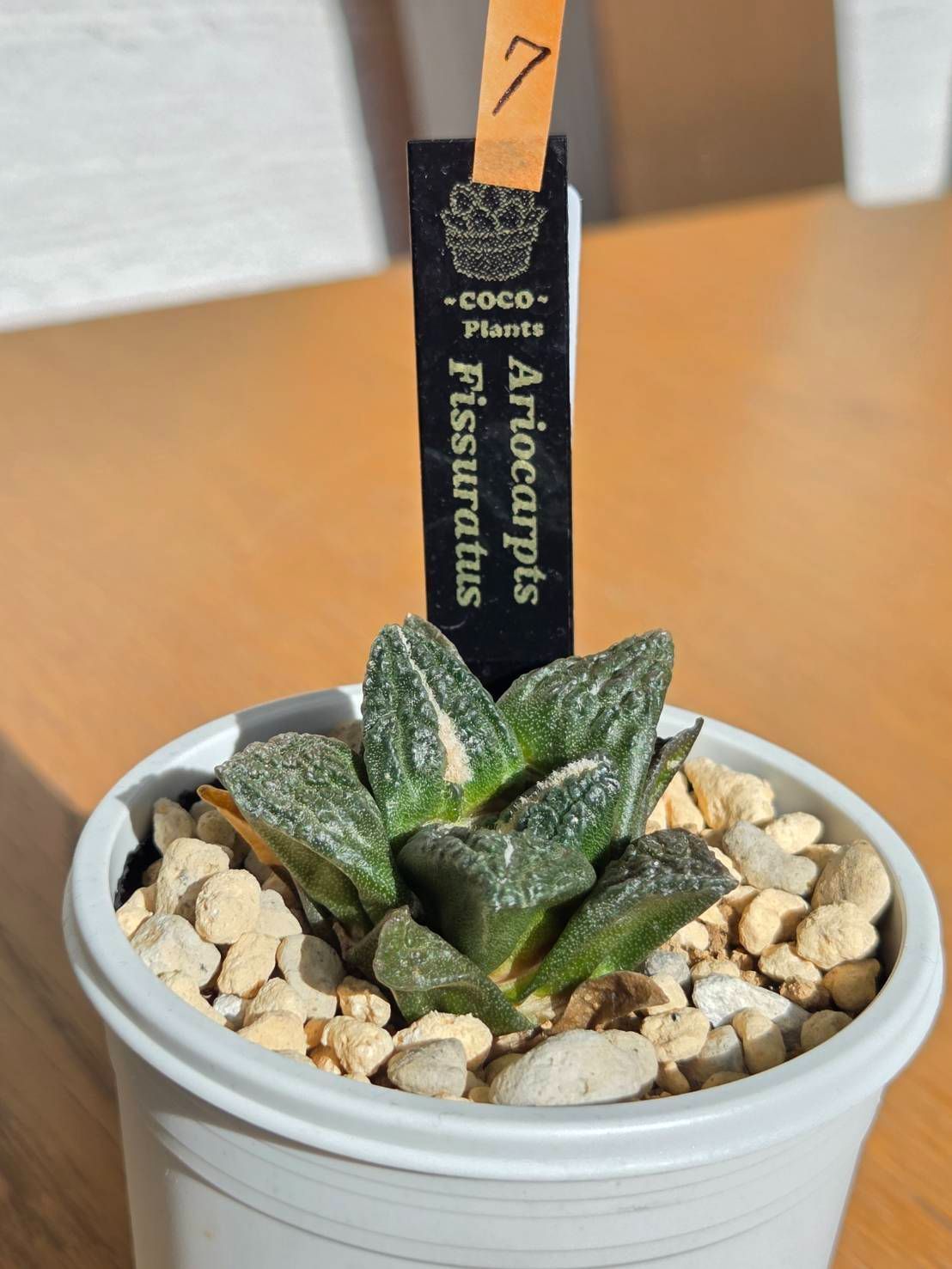 ね*こ様 亀甲牡丹(大疣タイプ) 実生 鉢植えメルカリ便送料込み s10950v.jpg