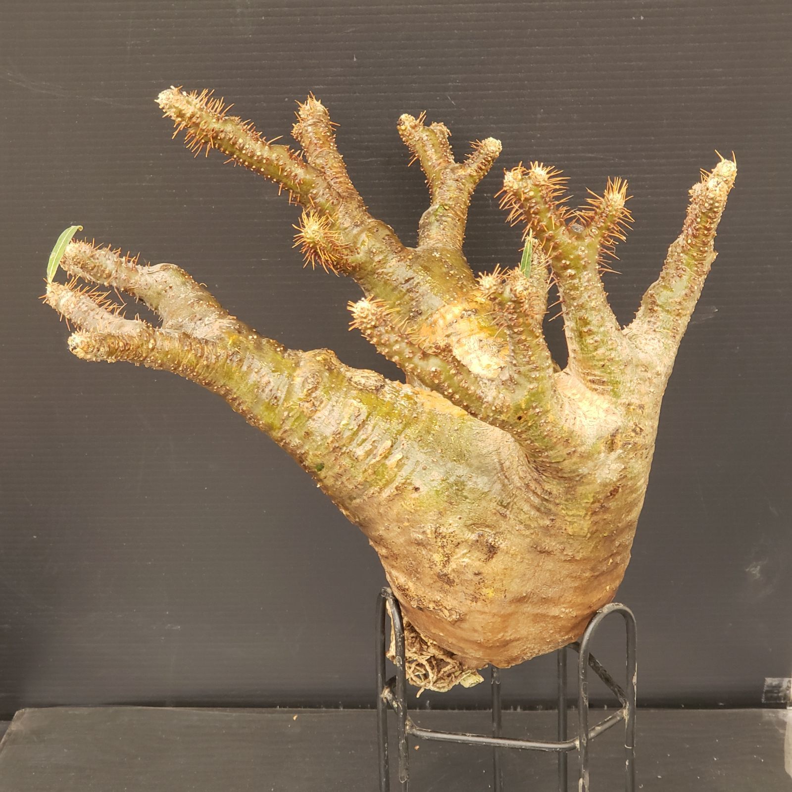 THE 2024 POLISH 18本セット ※複数本ならバラ売り可