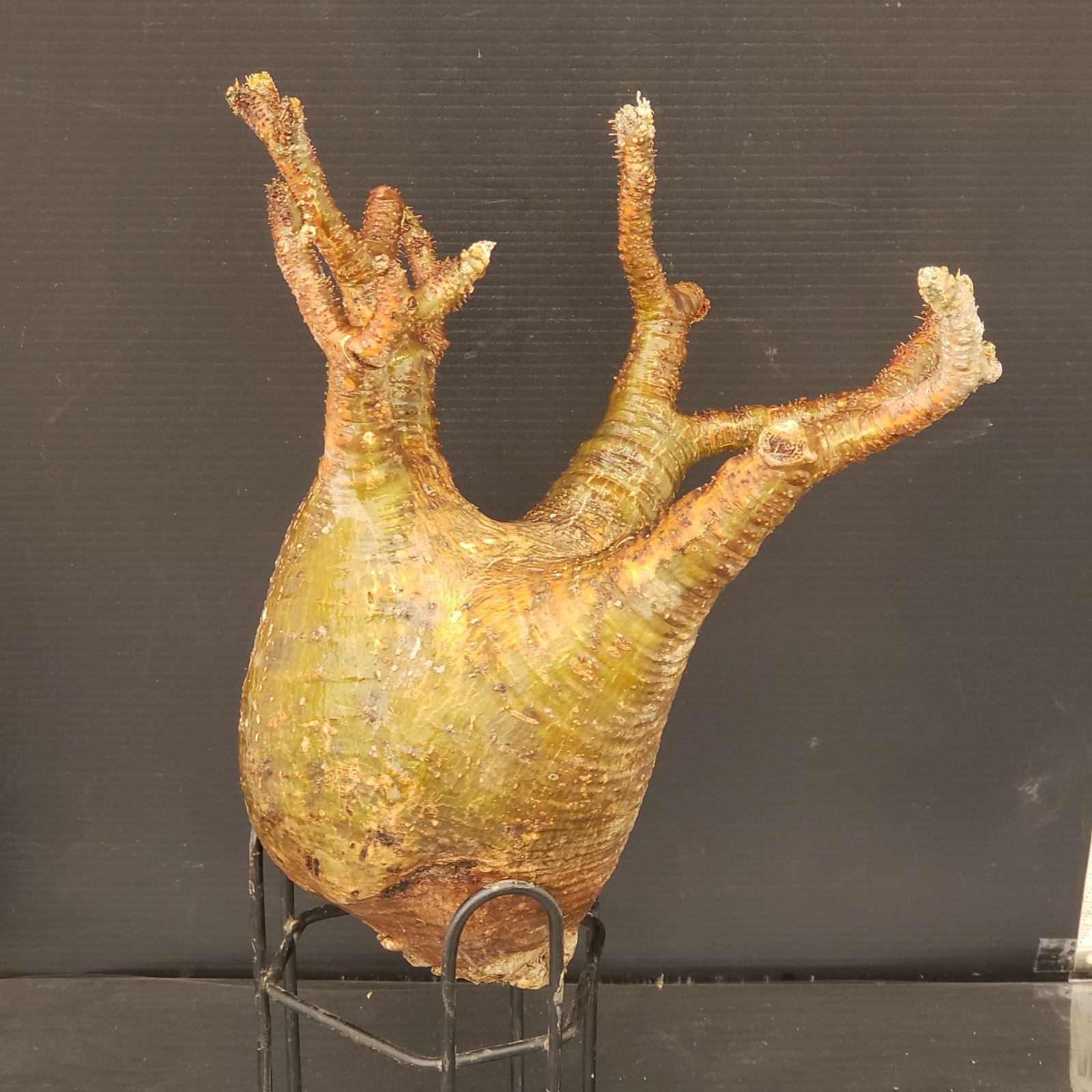 L337【新着】Pachypodium グラキリス（M)（現地球・抜き苗）【塊根植物