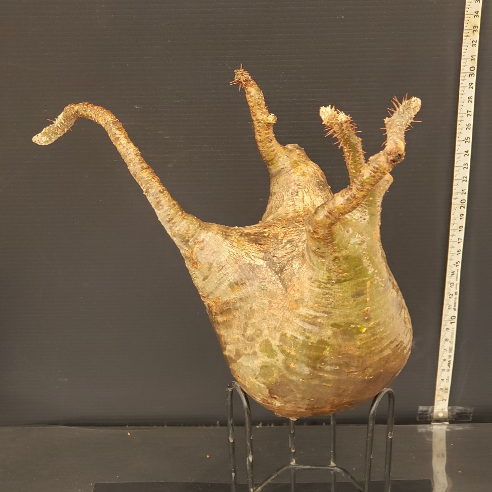 グラキリス パキポディウム 現地球 | 塊根植物 発根済現地球