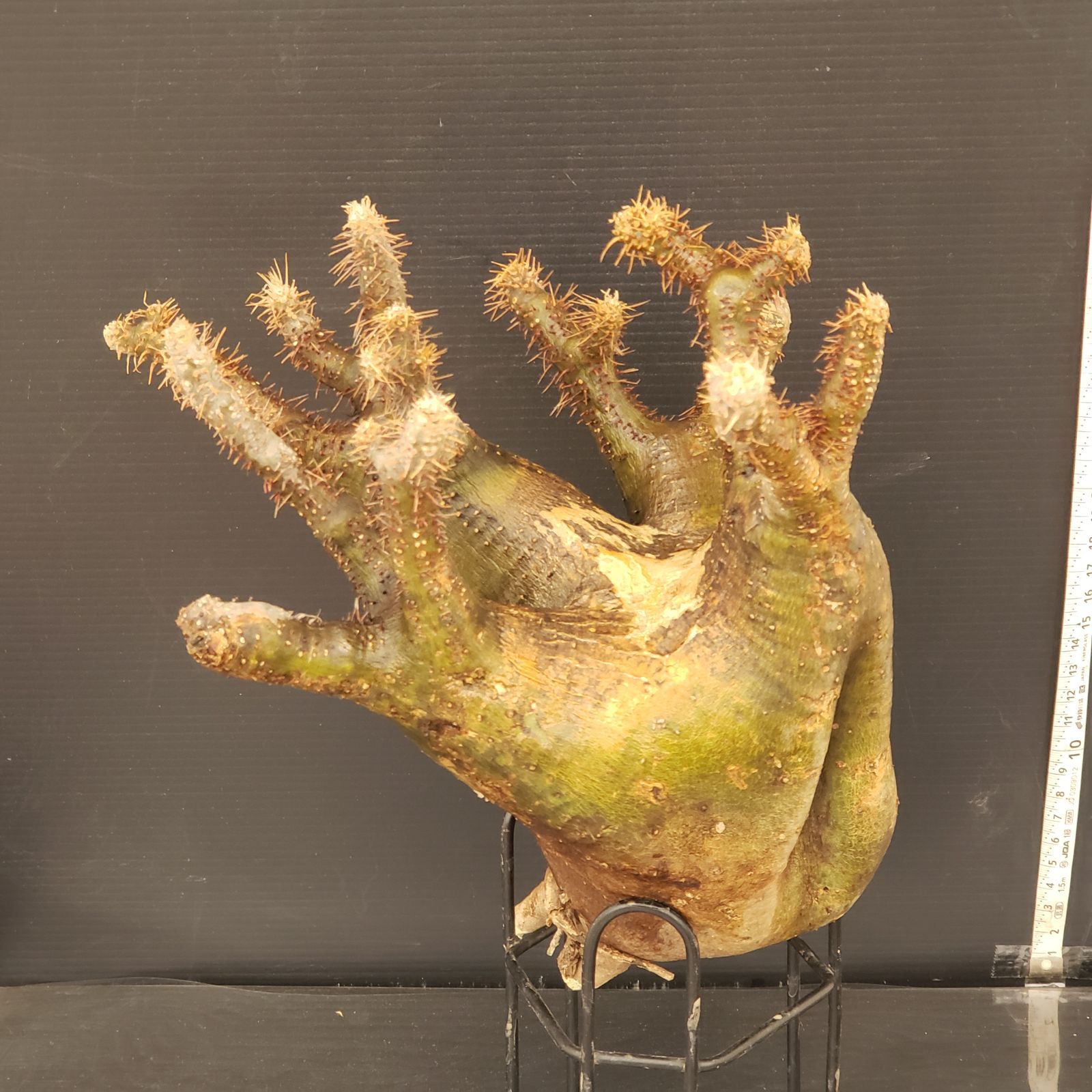 L345【新着】Pachypodium グラキリス（ML)（現地球・抜き苗）【塊根