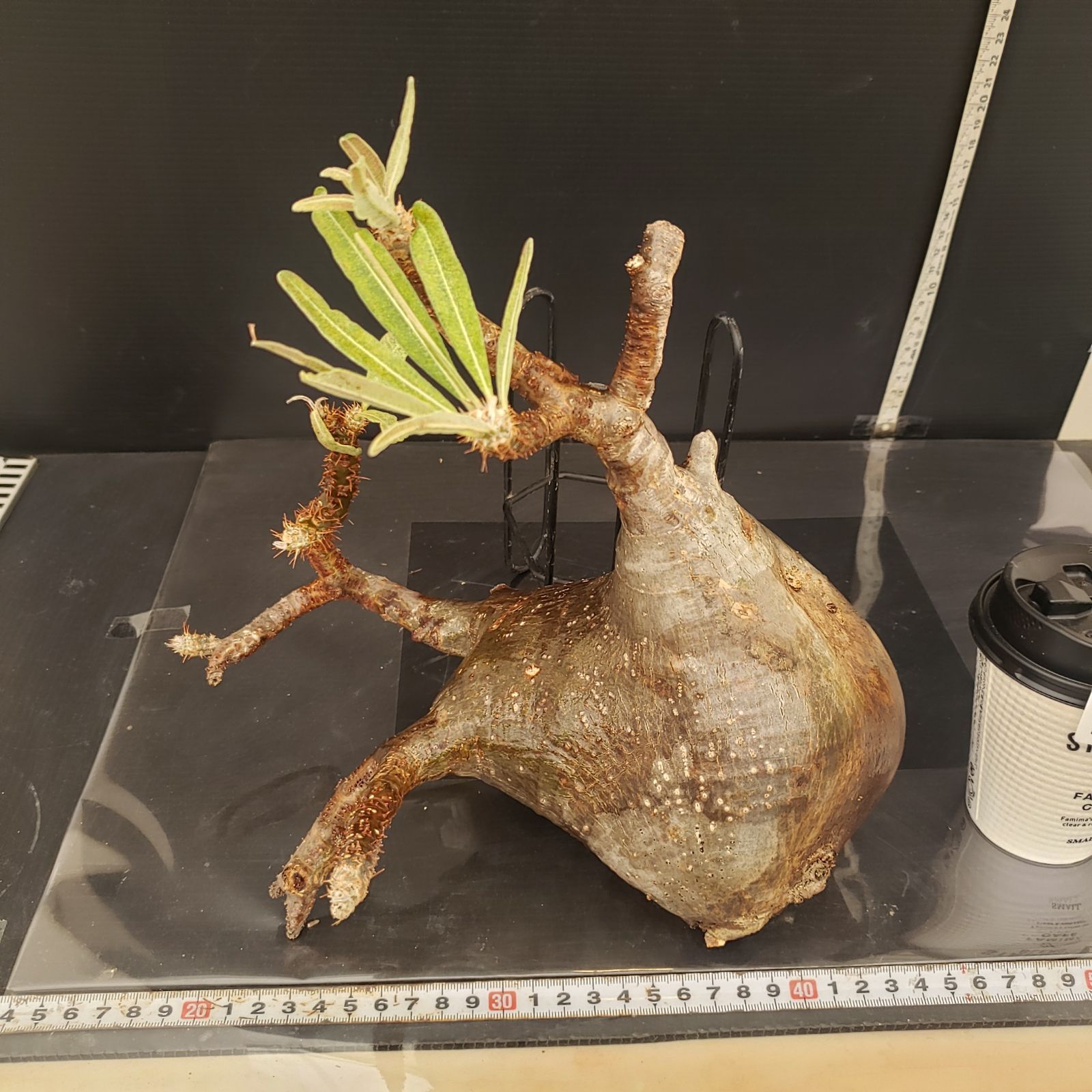 L347【新着】Pachypodium グラキリス（ML)（現地球・抜き苗）【塊根