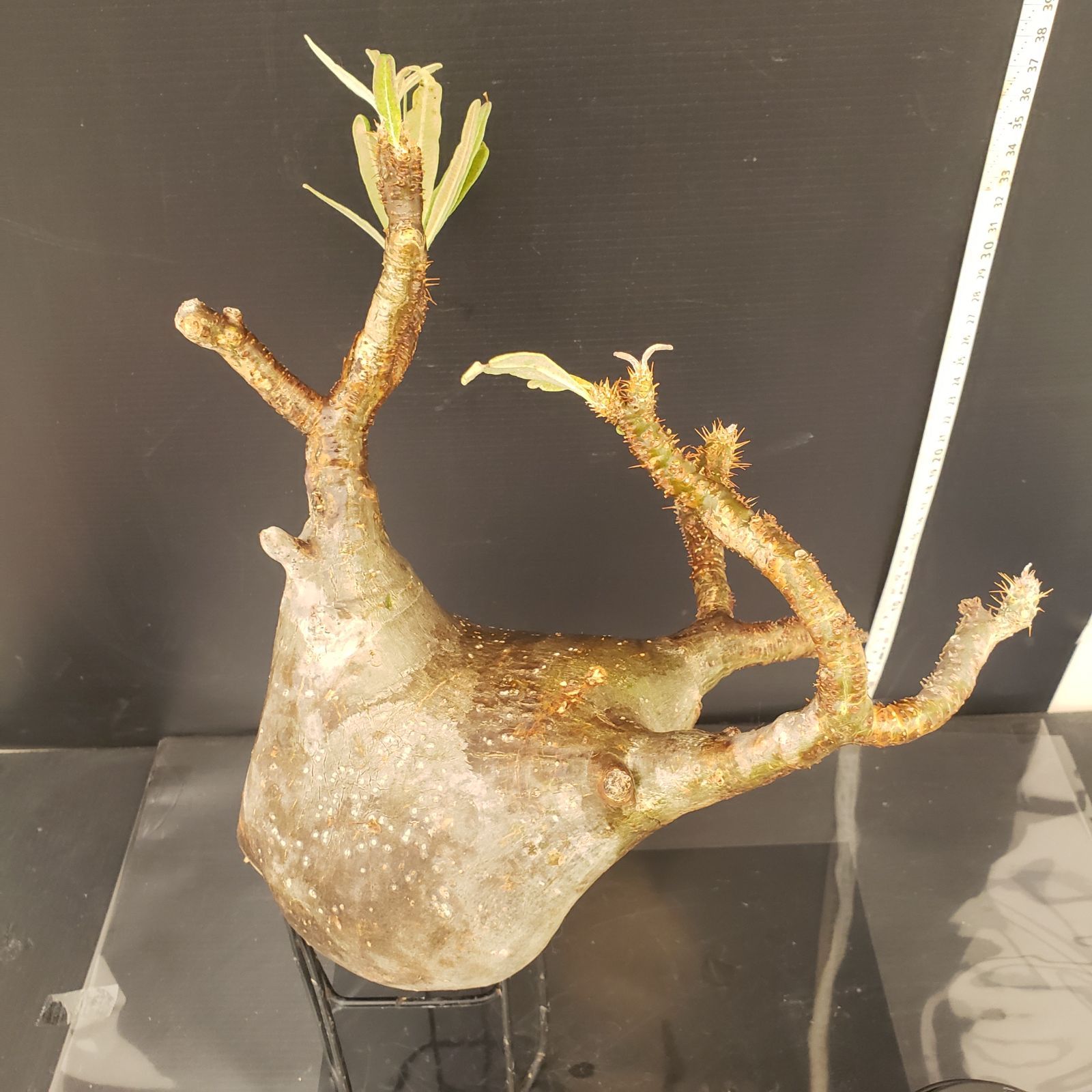 L347【新着】Pachypodium グラキリス（ML)（現地球・抜き苗）【塊根