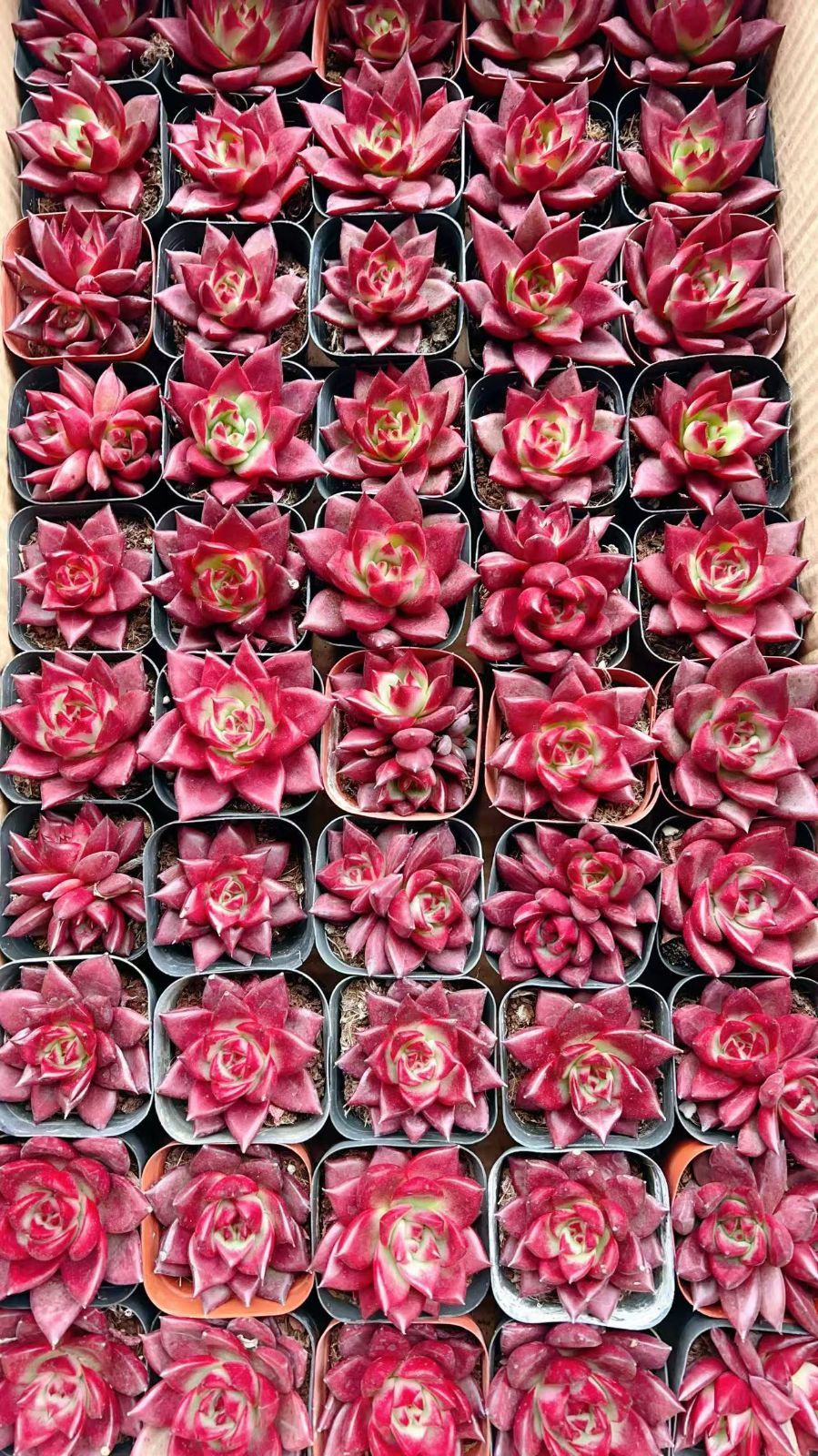 50株の抜き苗セット】ロビン 多肉植物 佐川急便発送 エケベリア 韓国苗