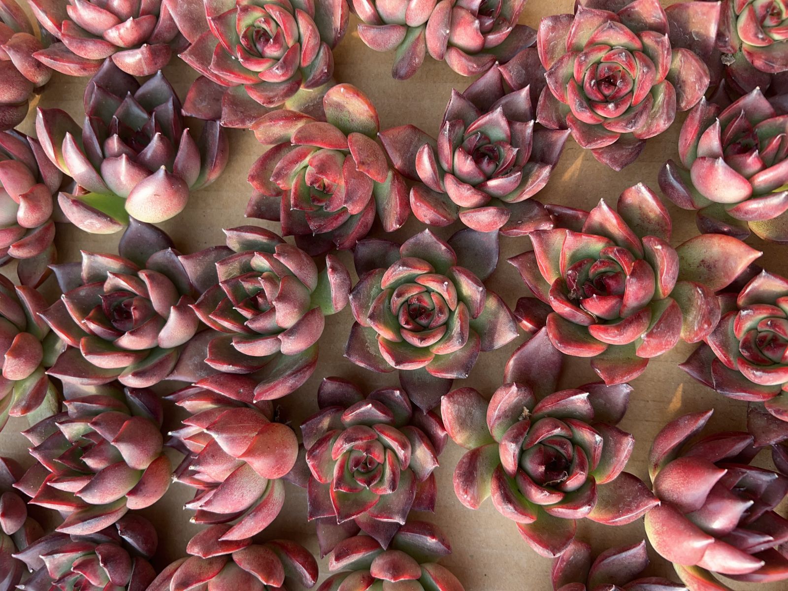 N*y様 M778　キャビア　70株　多肉植物 抜き苗 エケベリア 韓国苗 N*y様 M778 キャビア 70株 多肉植物 抜き苗 エケベリア 韓国苗 M778