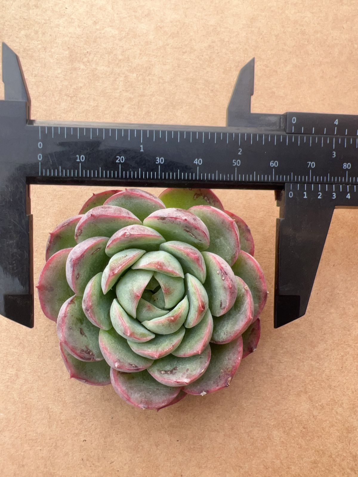 50株の抜き苗セット】ライムチリ 多肉植物 佐川急便発送 エケベリア