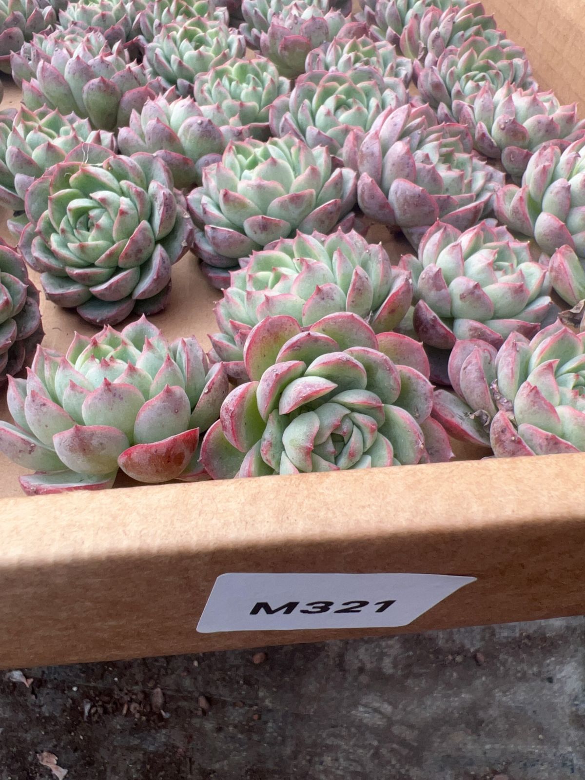 50株の抜き苗セット】ライムチリ 多肉植物 佐川急便発送 エケベリア