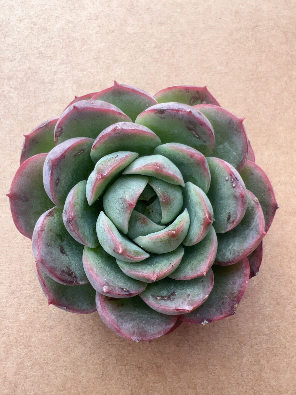 50株の抜き苗セット】ライムチリ 多肉植物 佐川急便発送 エケベリア