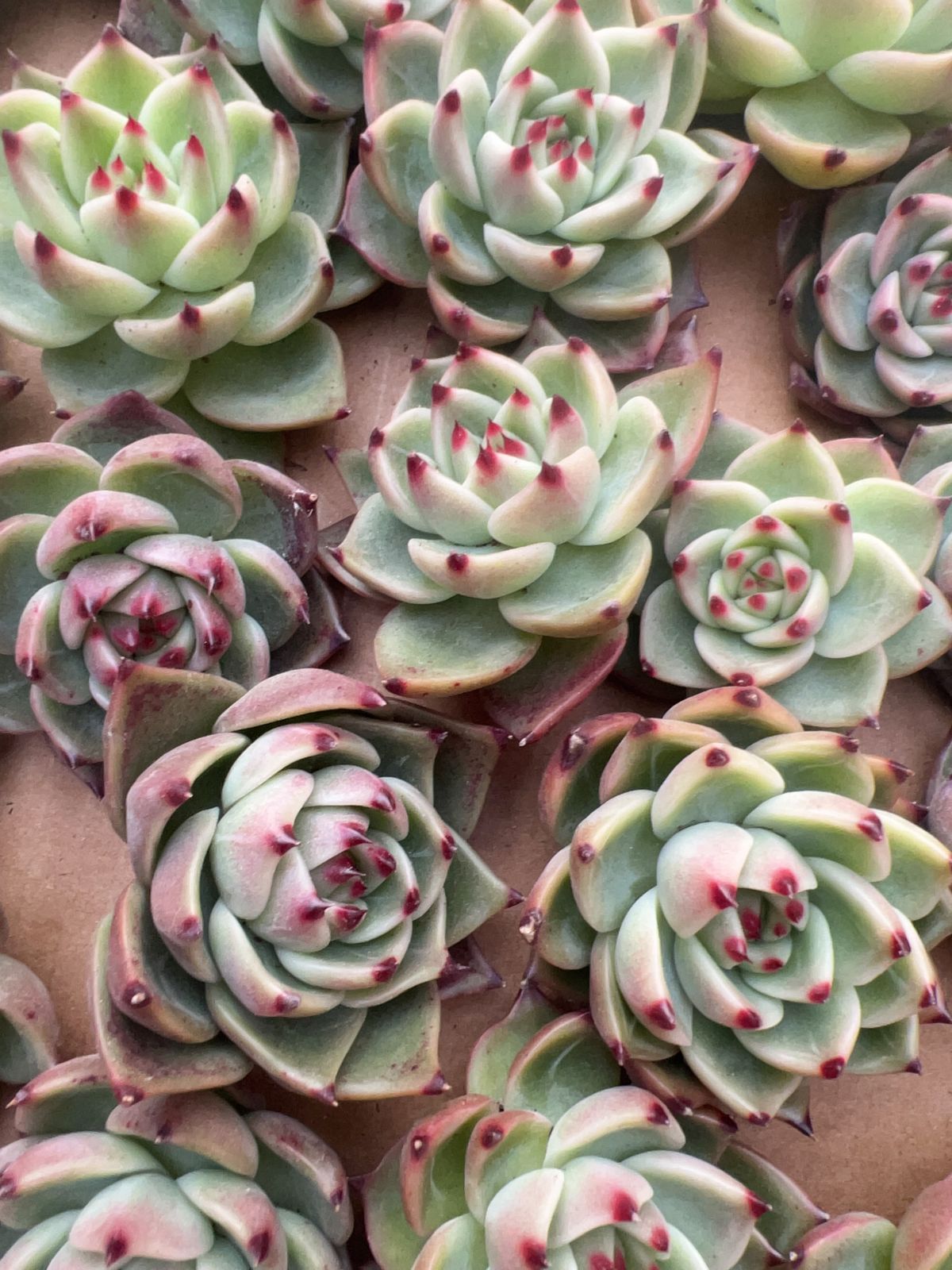 50株の抜き苗セット】ブルードラゴン 多肉植物 佐川急便発送