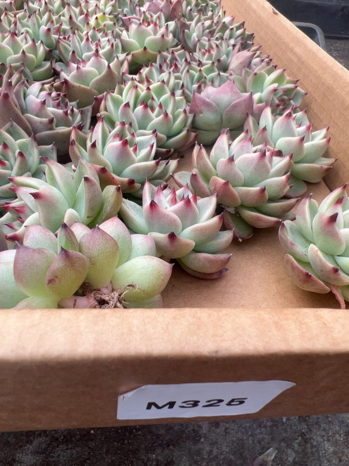 50株の抜き苗セット】ブルードラゴン 多肉植物 佐川急便発送