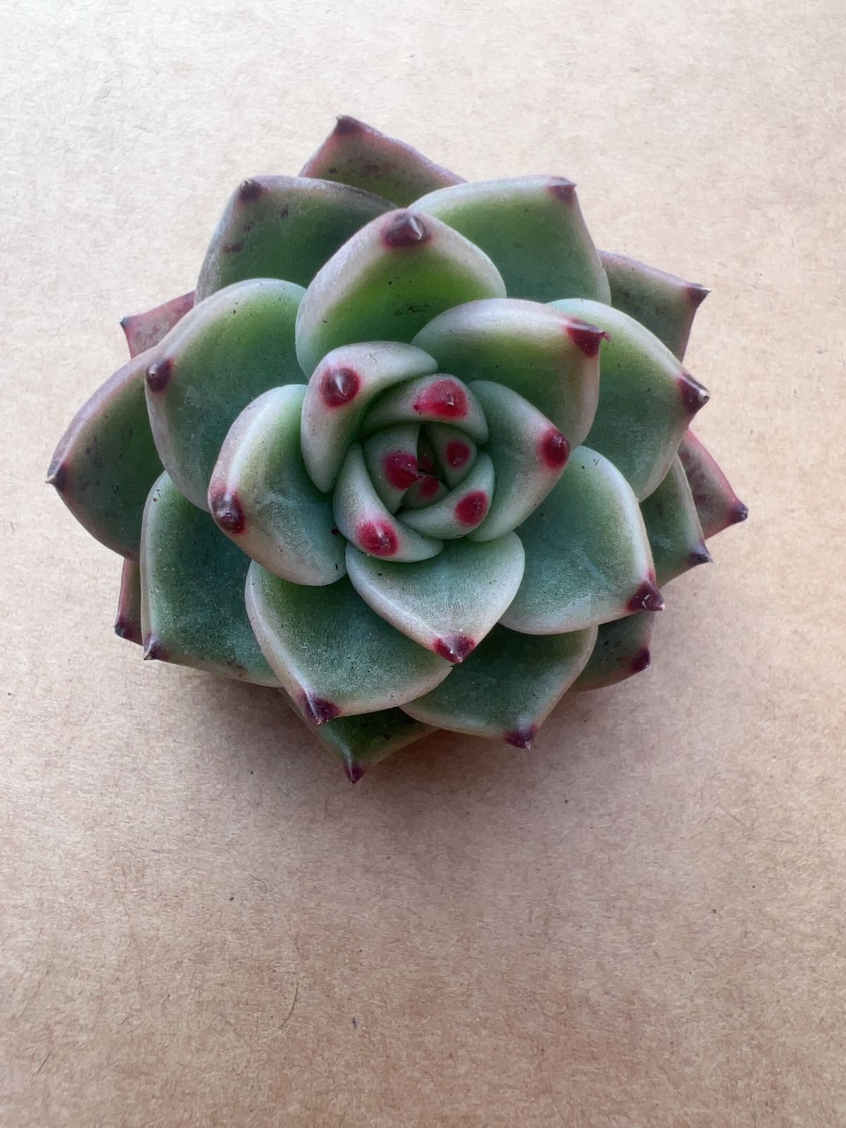 50株の抜き苗セット】ブルードラゴン 多肉植物 佐川急便発送