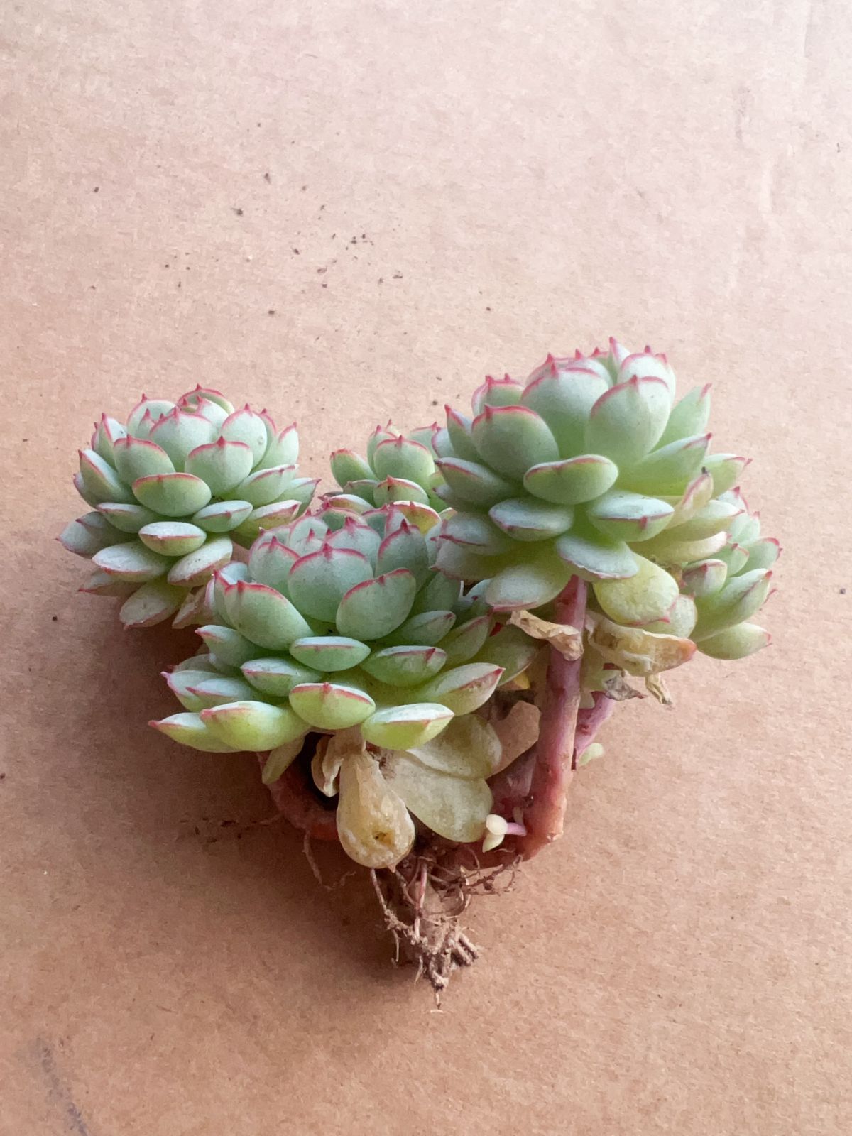 35株の抜き苗セット】ボールオブファット群生 多肉植物 佐川急便発送