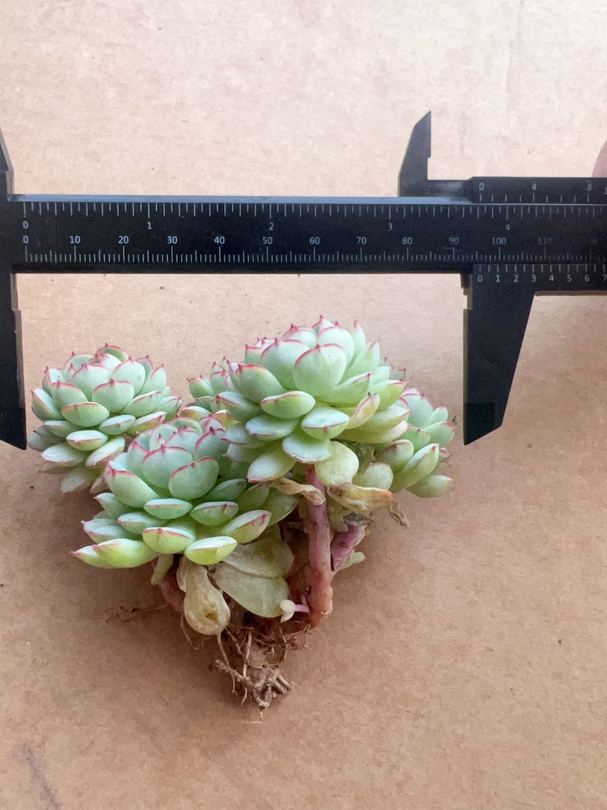 35株の抜き苗セット】ボールオブファット群生 多肉植物 佐川急便発送