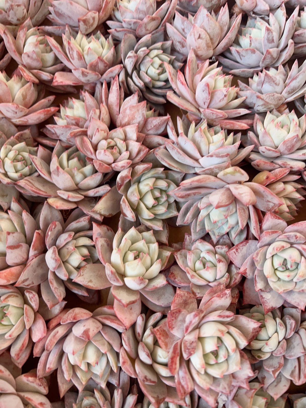 100株の抜き苗セット】ピンクブルーバード 多肉植物 佐川急便発送