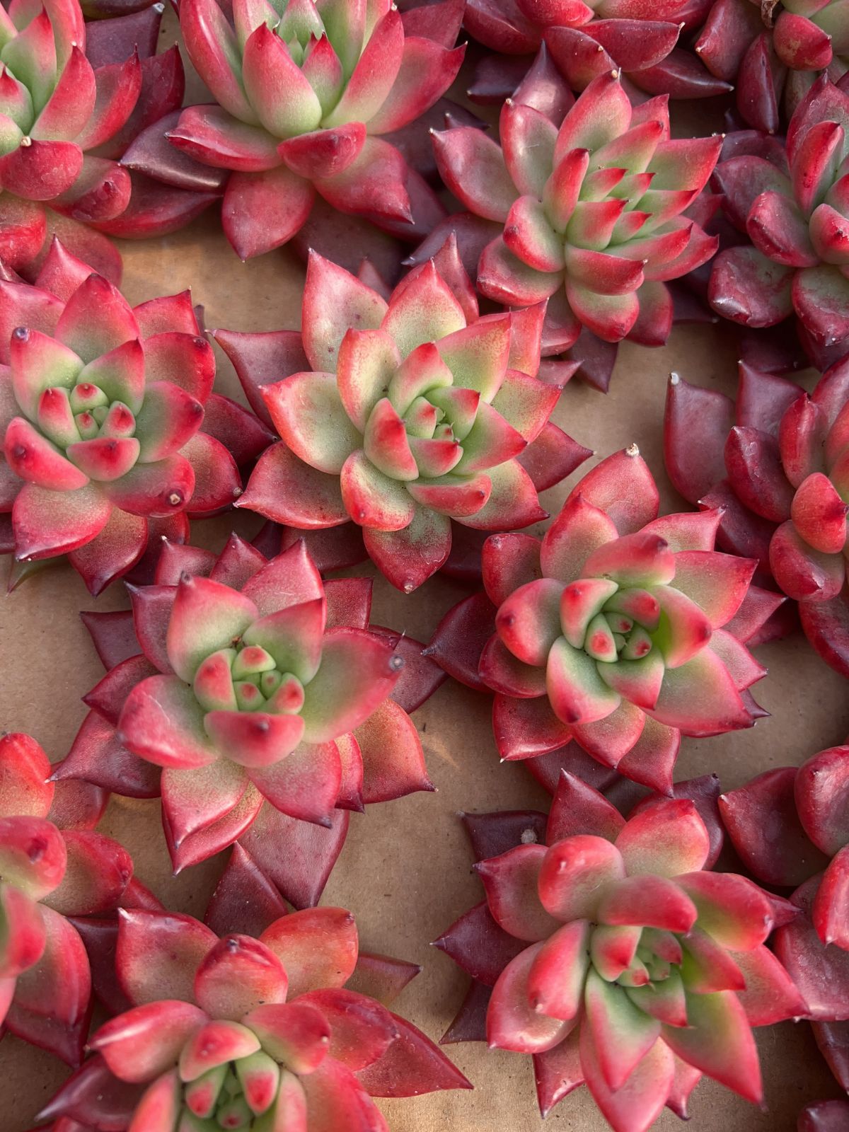 50株の抜き苗セット】フランク 多肉植物 佐川急便発送 エケベリア 韓国