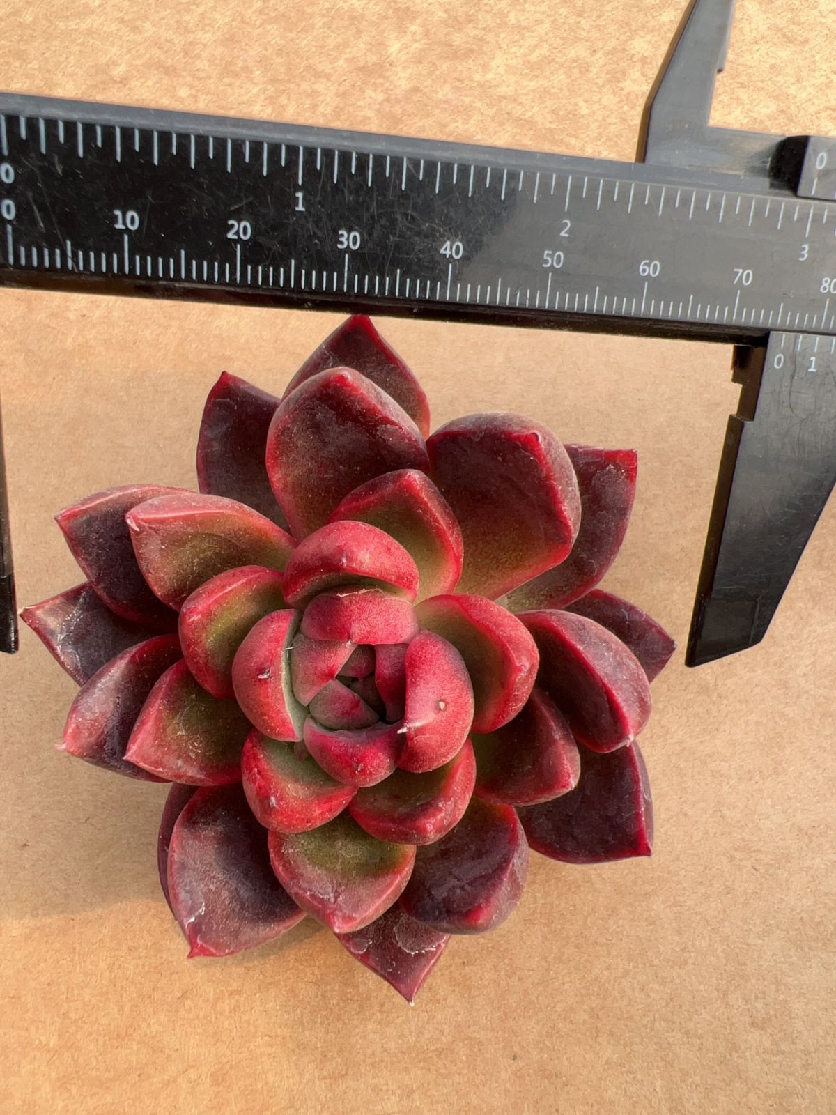 Team nicori2(G)3苗セット メルカリ便 50株の抜き苗セット】カリスト