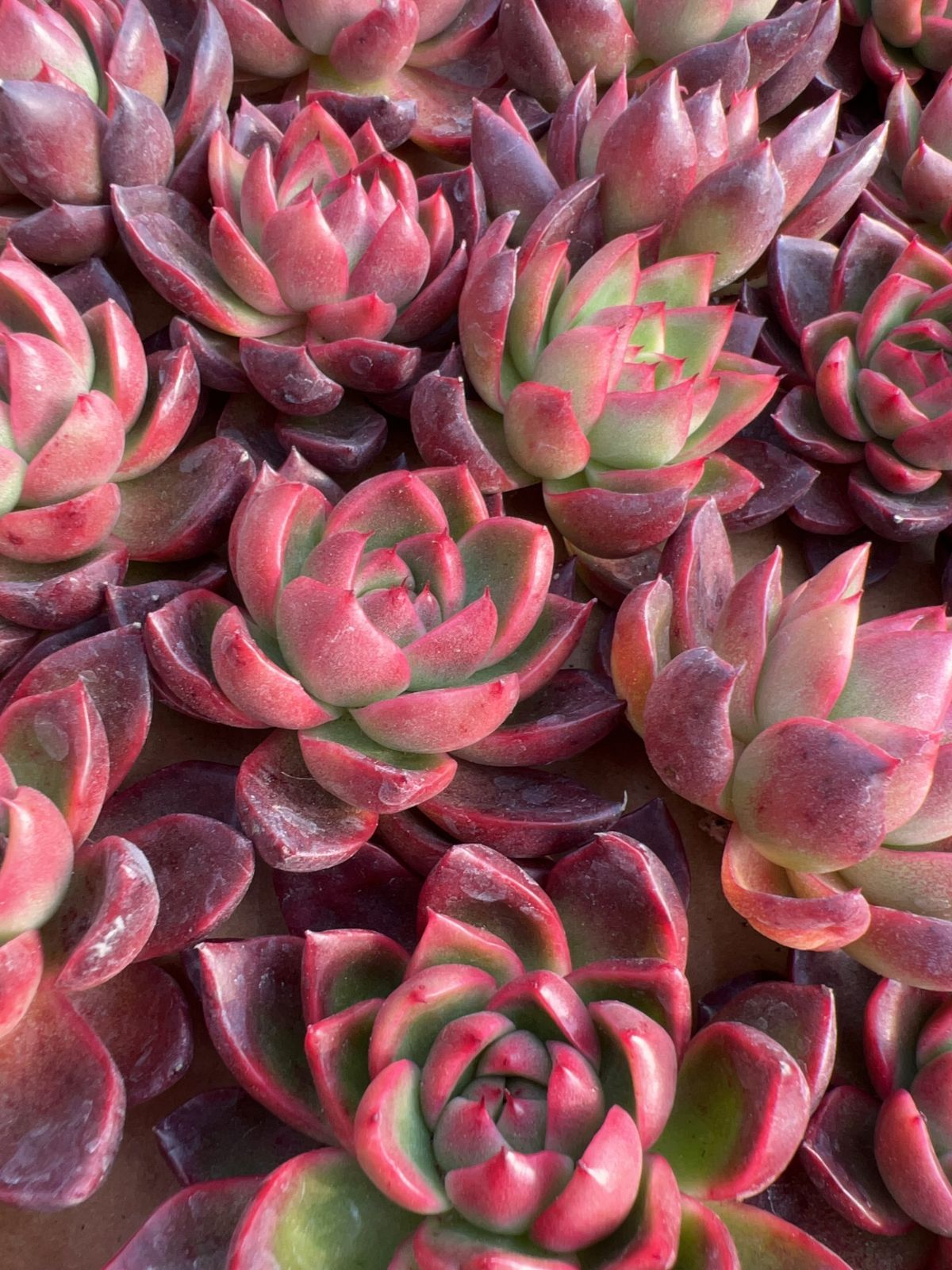 Team nicori2(G)3苗セット メルカリ便 50株の抜き苗セット】カリスト 多肉