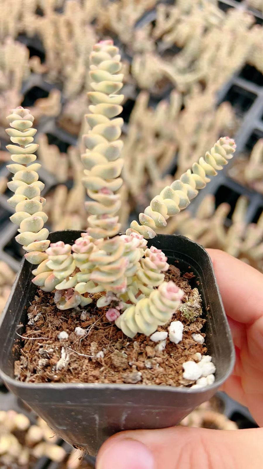 70株の抜き苗セット】銭串自然錦 多肉植物 佐川急便発送 エケベリア