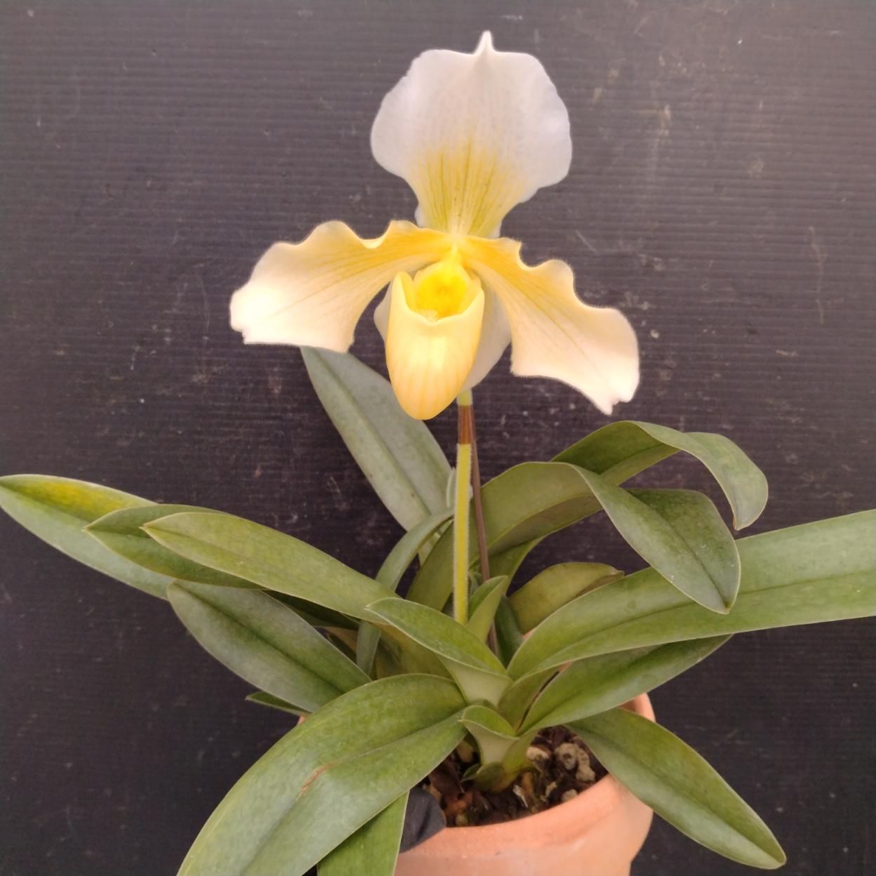 1083 「パフィオ ツヤイケダ・4寸・2株ケース販売・現品・同梱不可