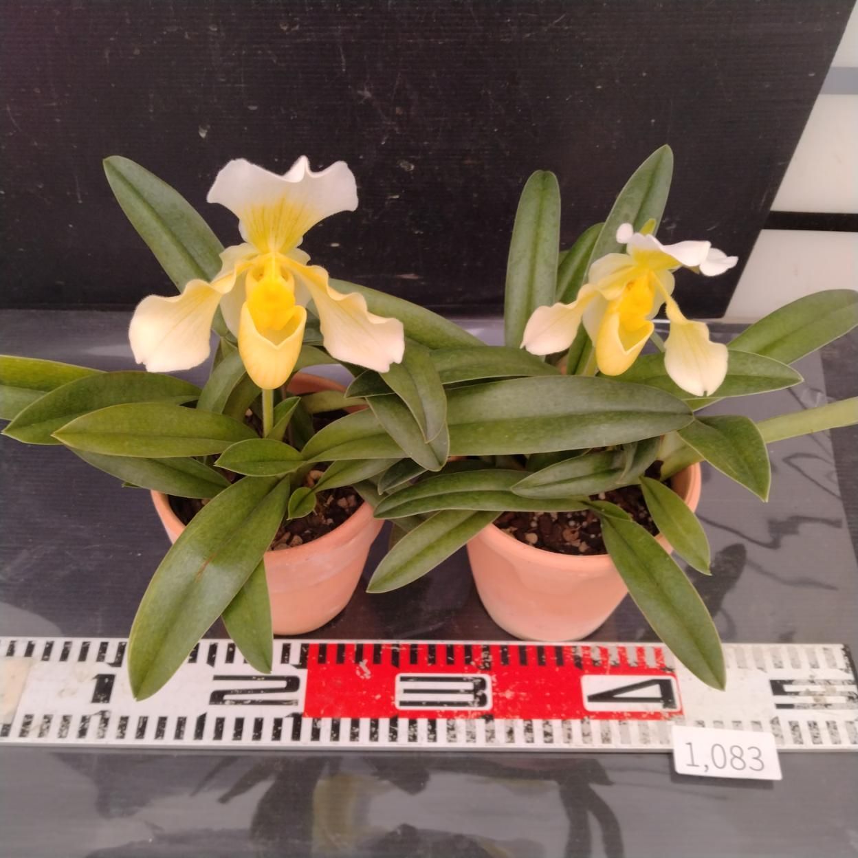 1083 「パフィオ ツヤイケダ・4寸・2株ケース販売・現品・同梱不可