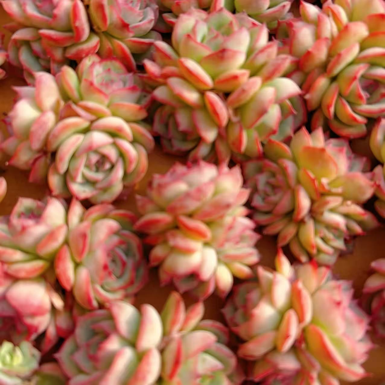 M004×50苗 ピンクムーンライト 新入荷 抜き苗 多肉植物 詰め合わせ