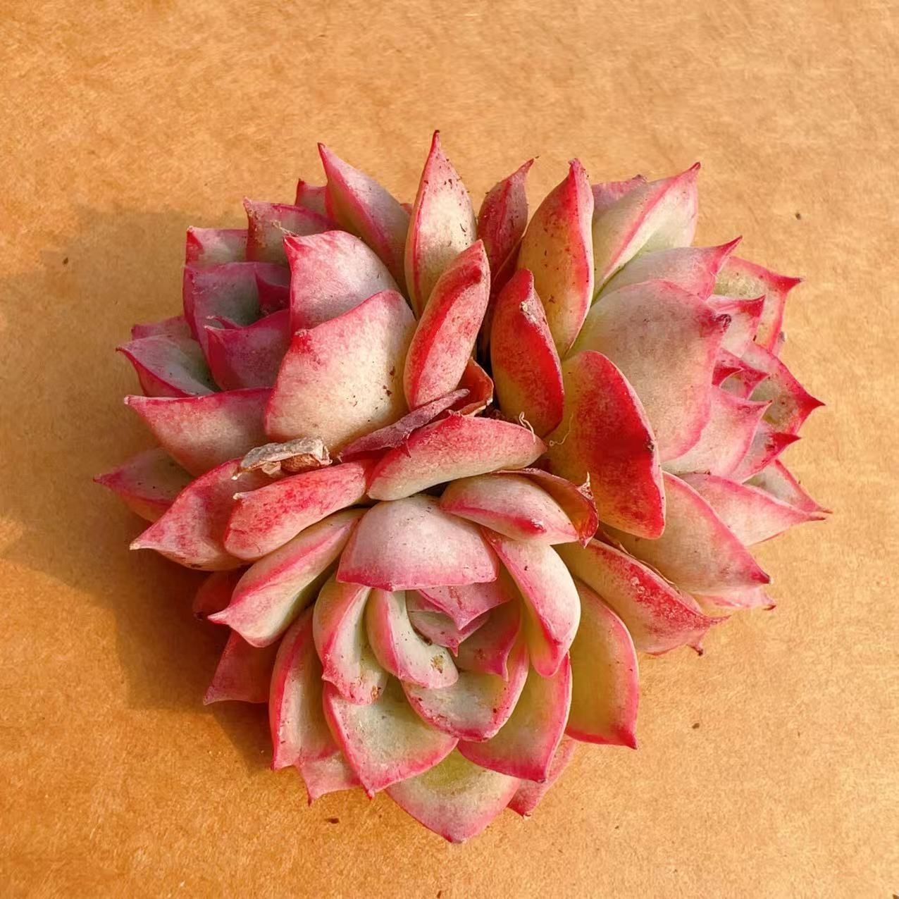 M004×50苗 ピンクムーンライト 新入荷 抜き苗 多肉植物 詰め合わせ