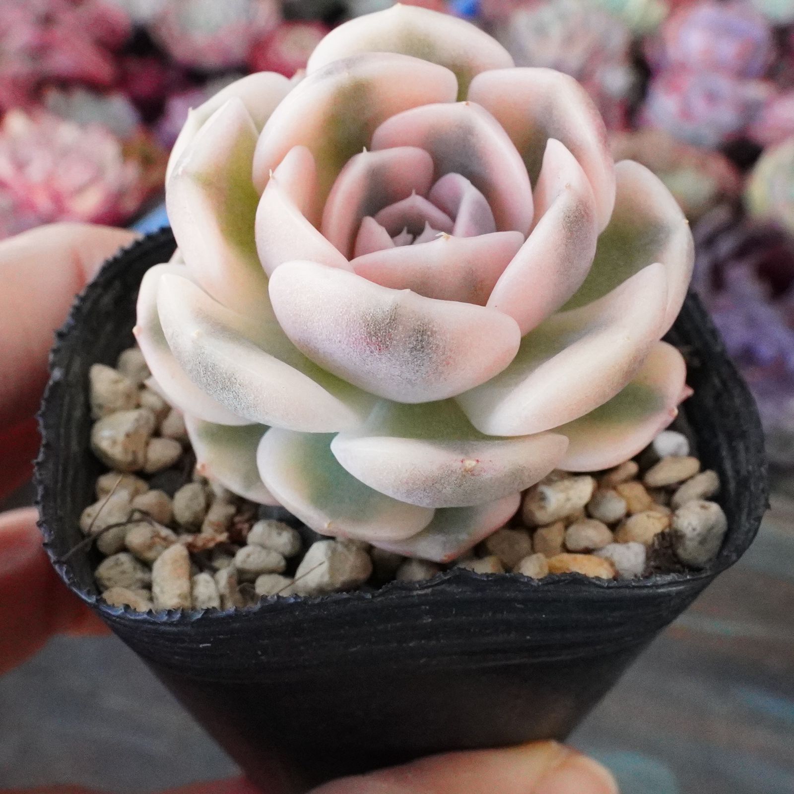 極美苗！【タイニーバーガー錦 2】お宝級 斑入り エケベリア 激レア