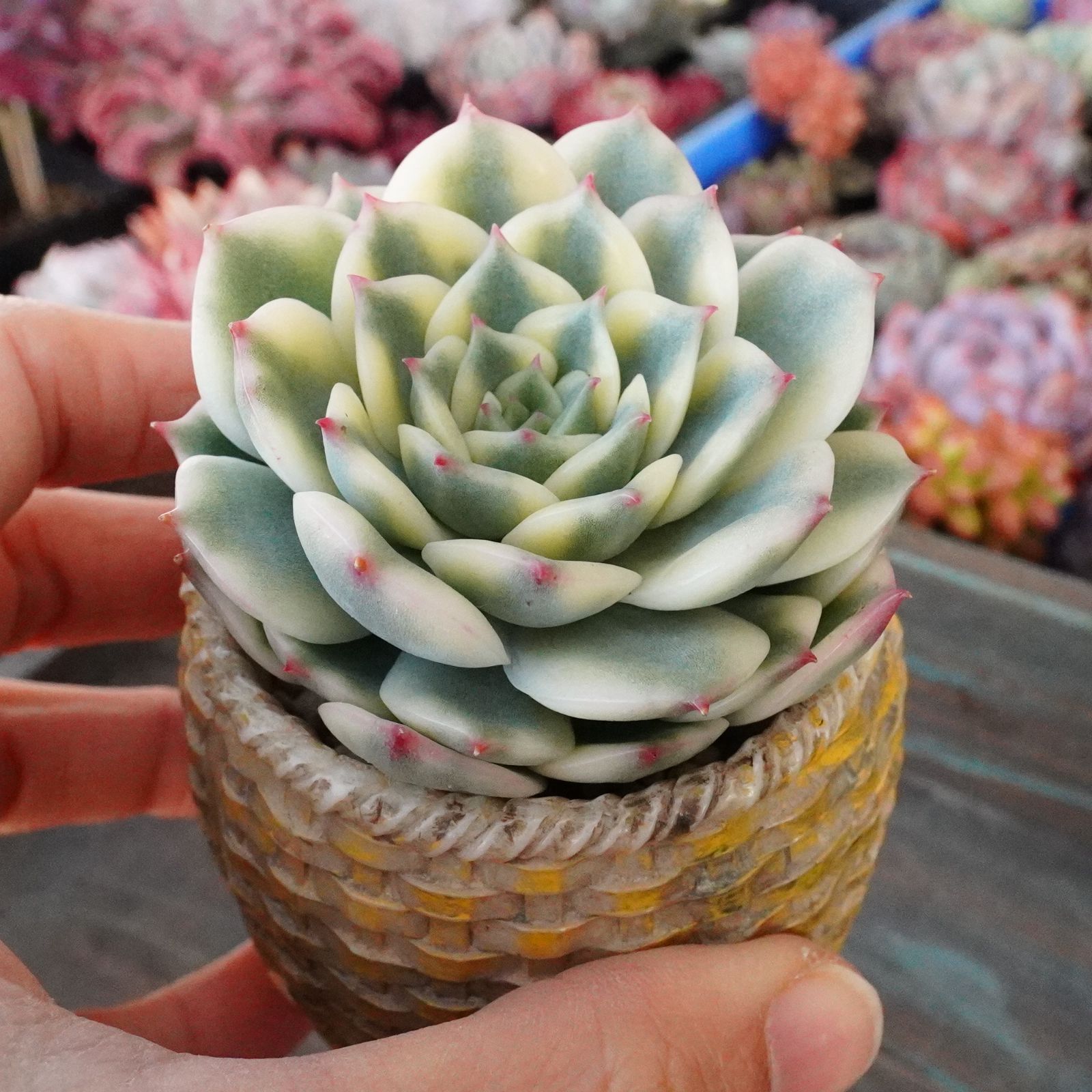 美苗【エリカ錦 2】韓国多肉 斑入り 新入荷 エケベリア - メルカリ